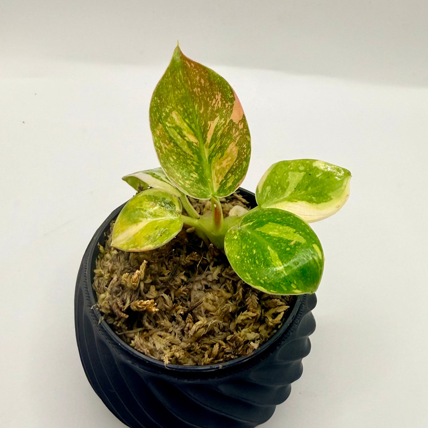 Philodendron Green Congo Variegated
