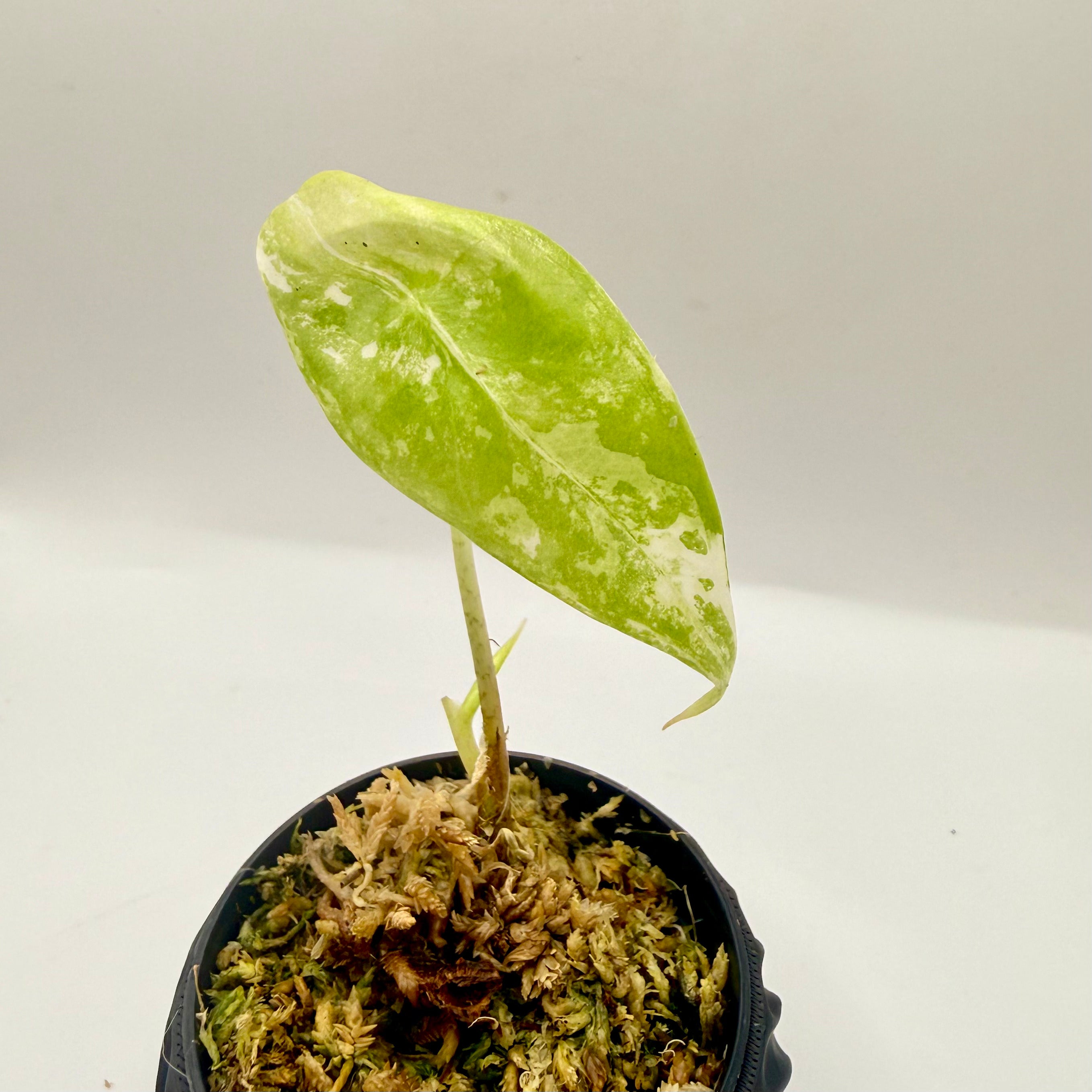 Alocasia Longiloba Albo Variegata – Luna's Plants