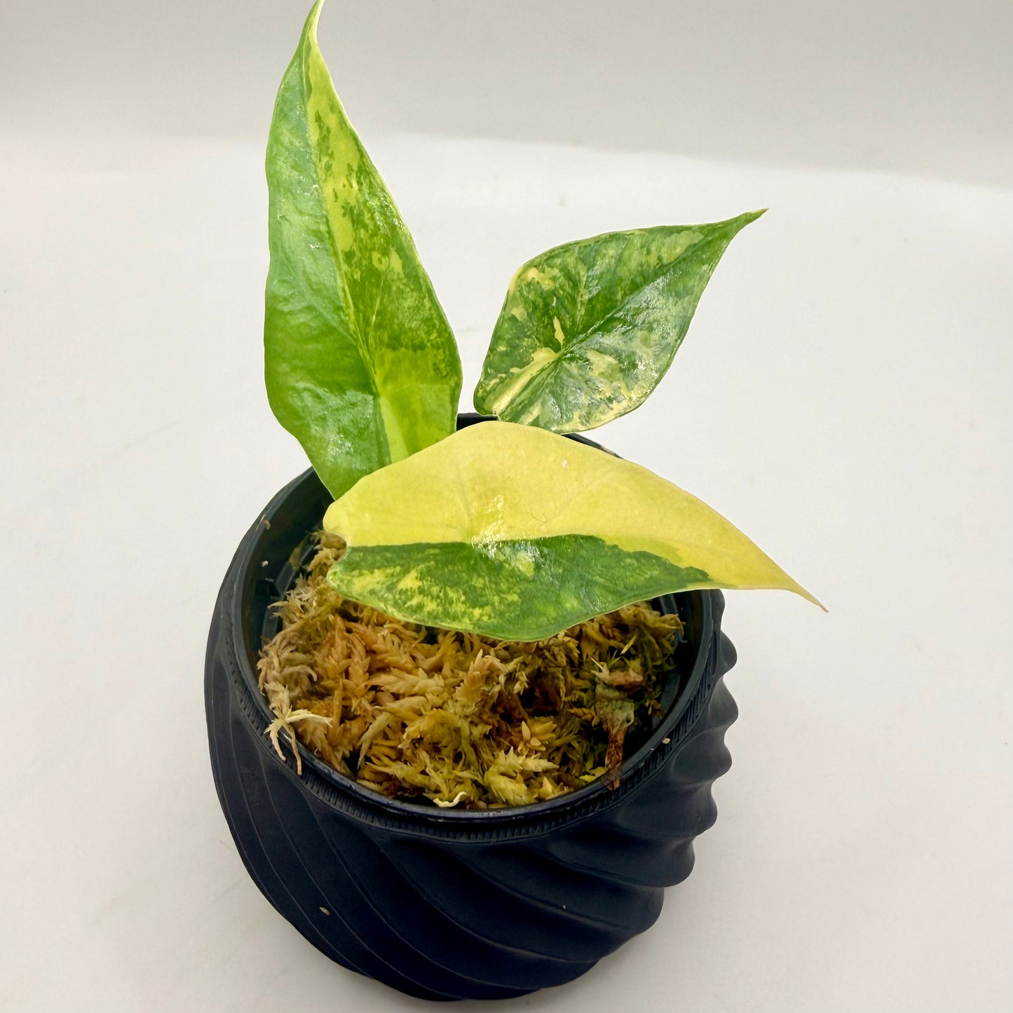 Alocasia Sarian Aurea Variegata
