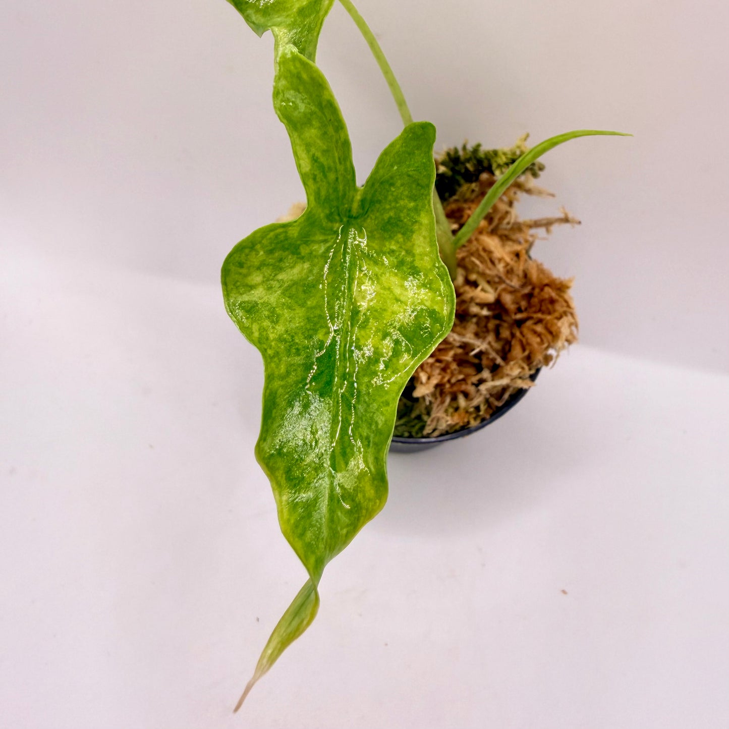 Alocasia Portei Aurea Variegata