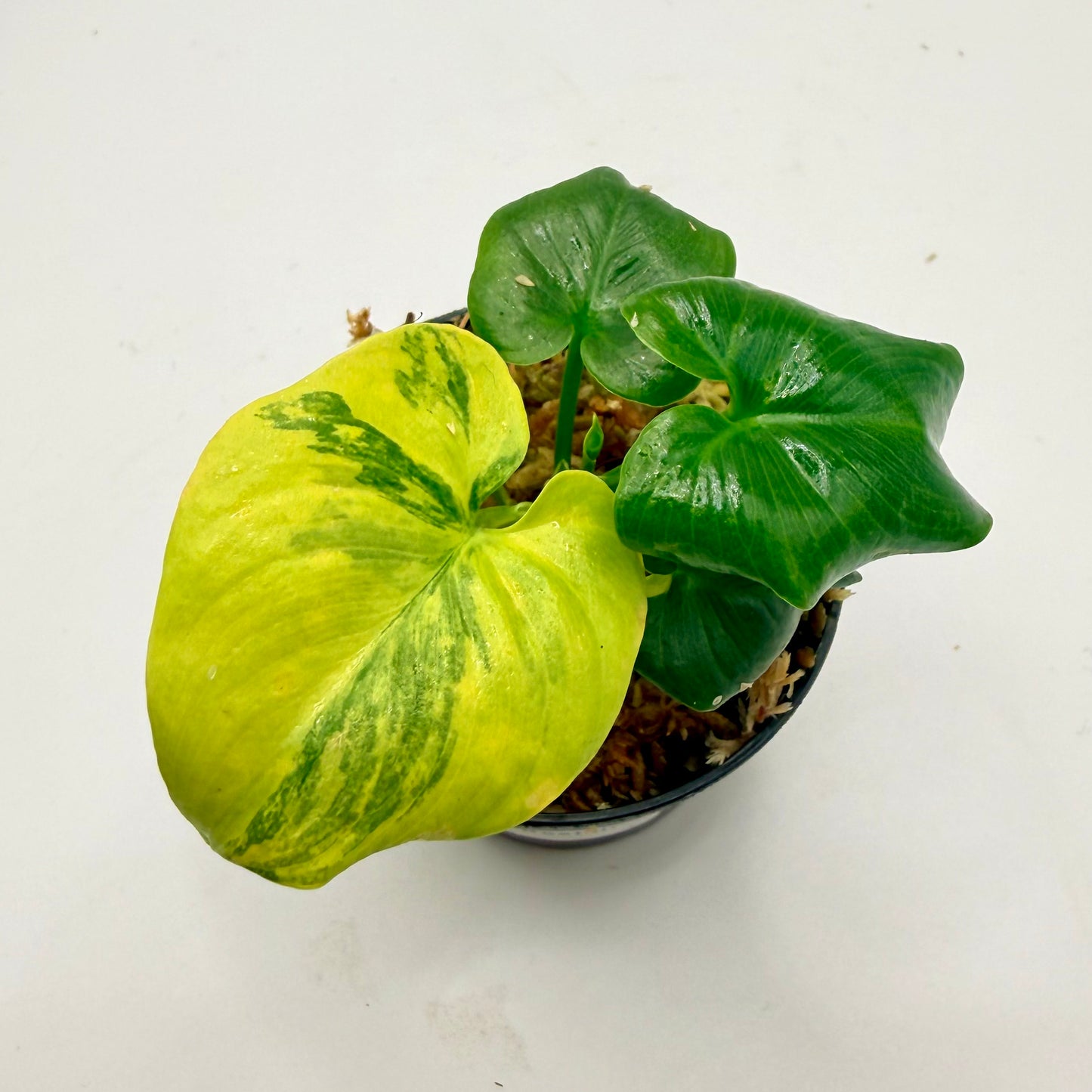 Philodendron Goeldii Variegated