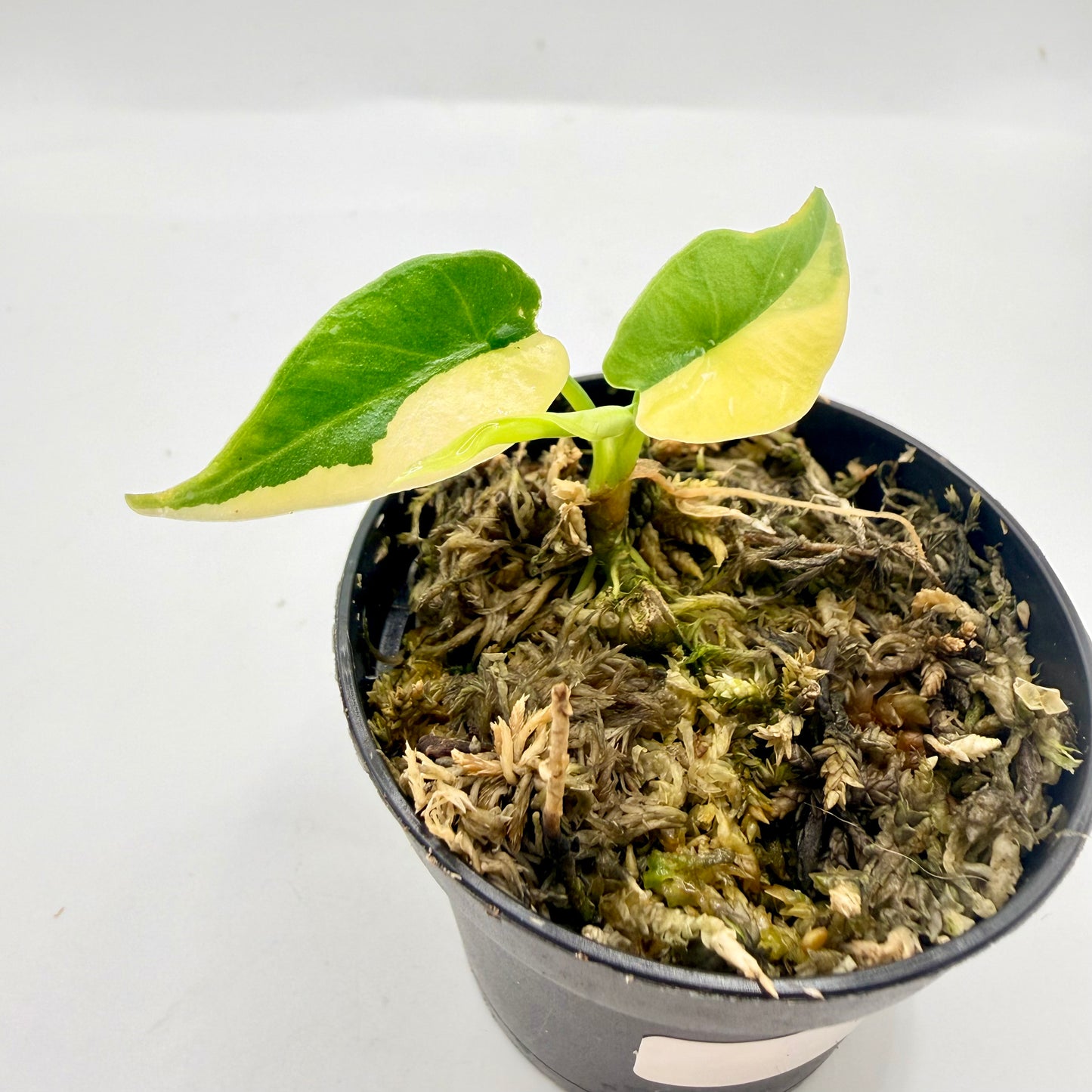 Alocasia Simpo Aurea Variegata