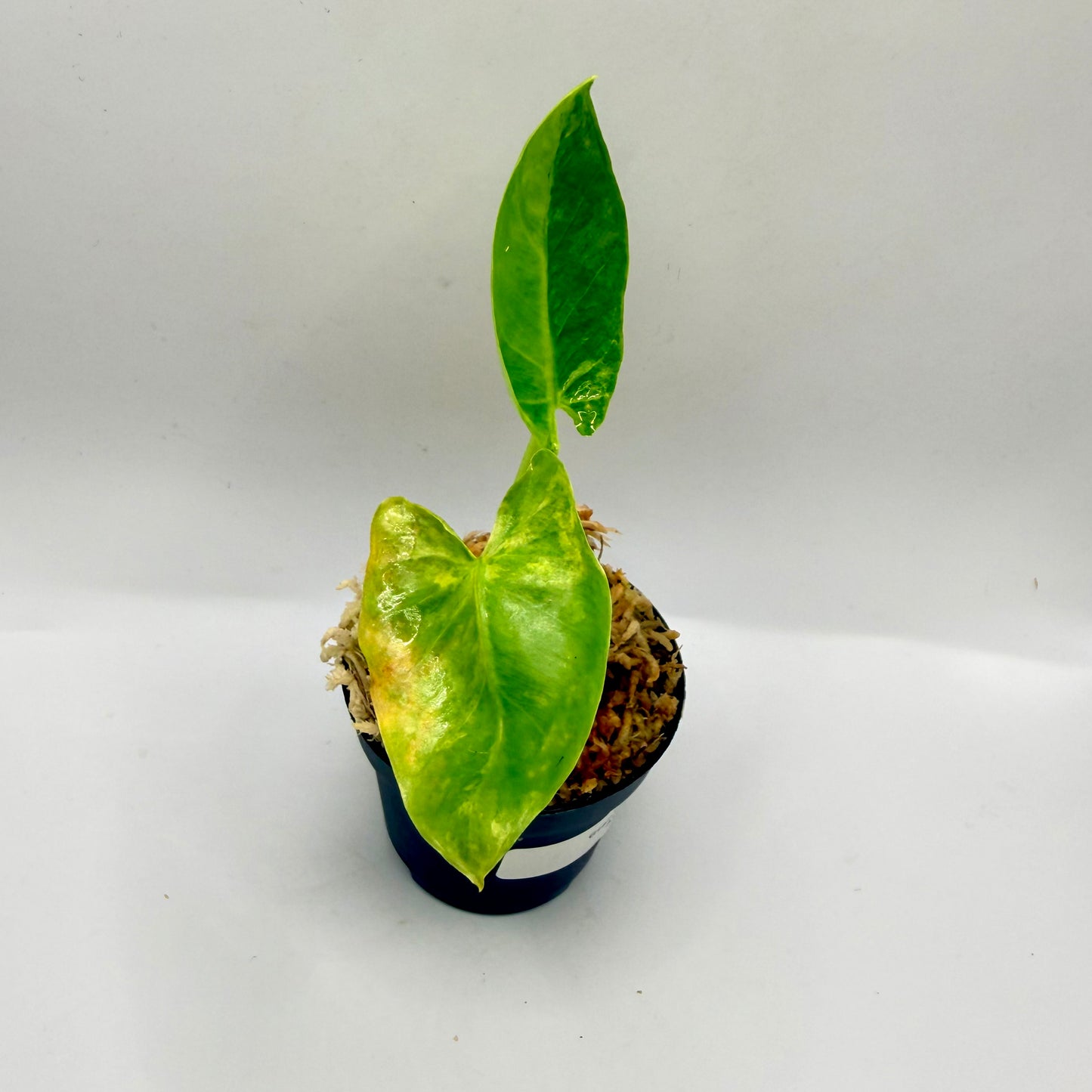 Alocasia Borneo Giant Aurea Variegata
