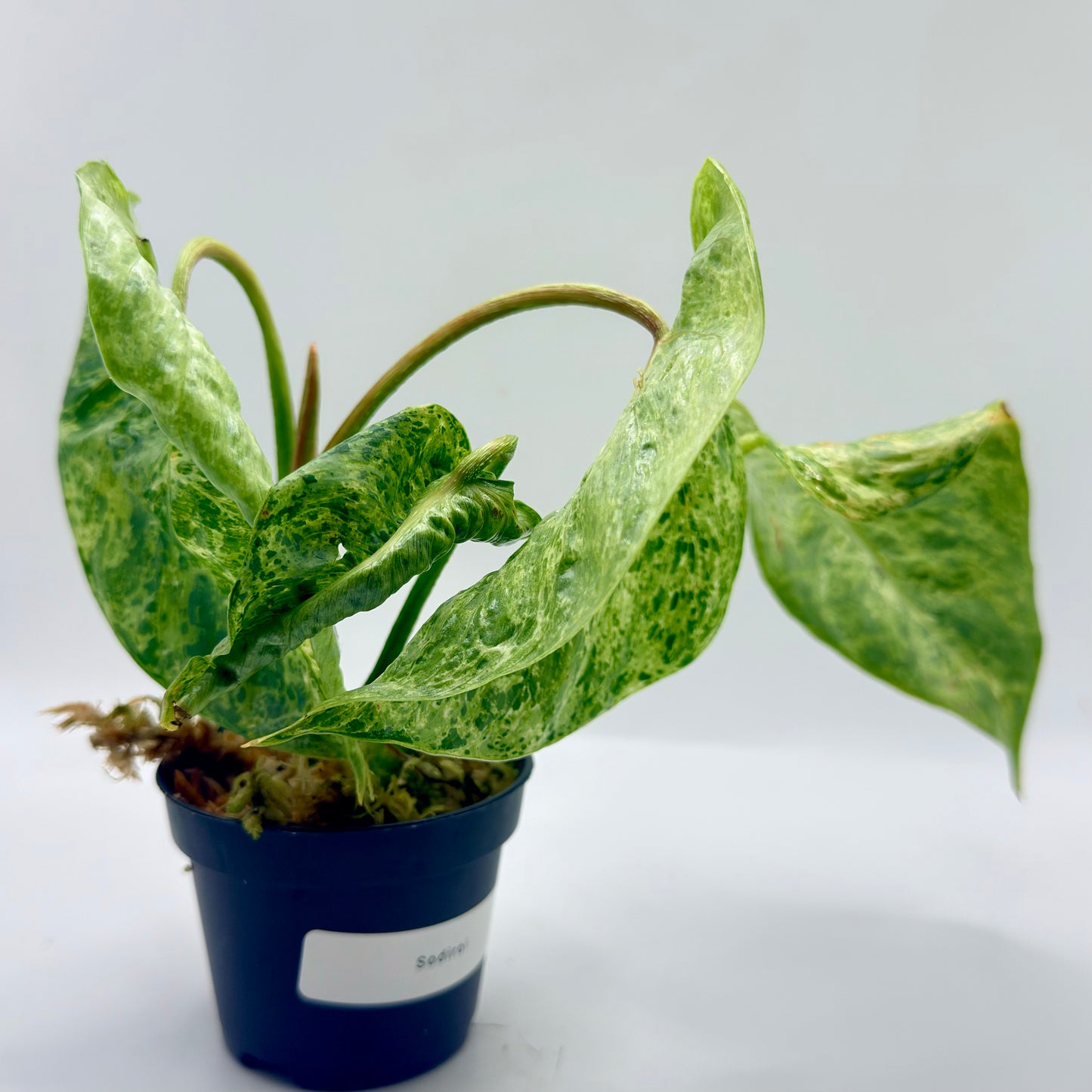 Philodendron Sodiroi Variegated