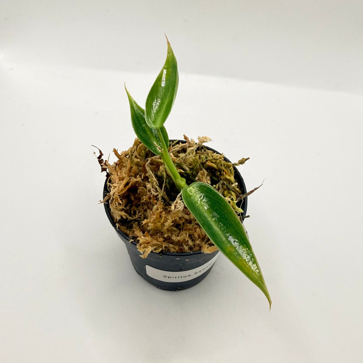 Philodendron Spiritus Sancti