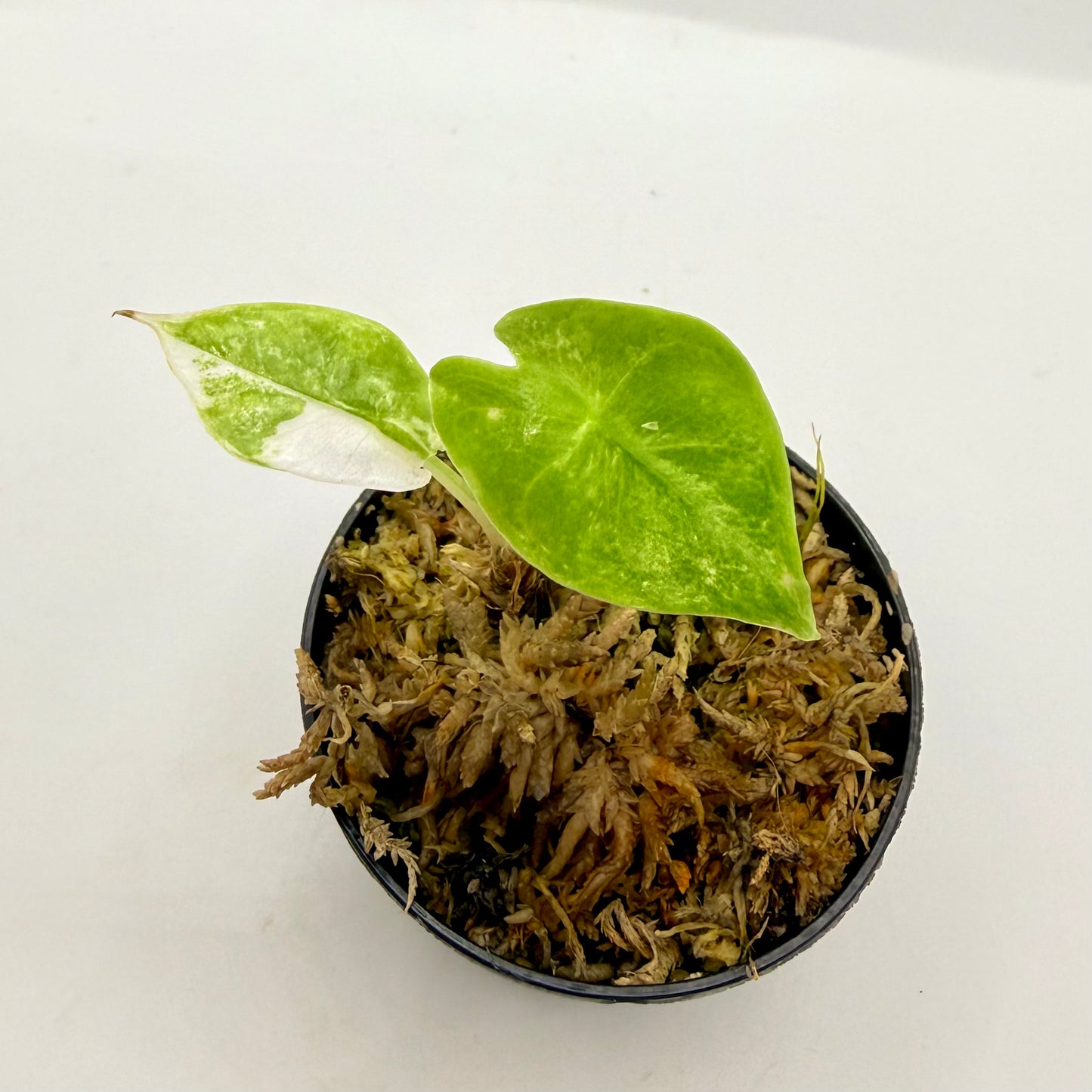 Alocasia Longiloba Albo Variegata