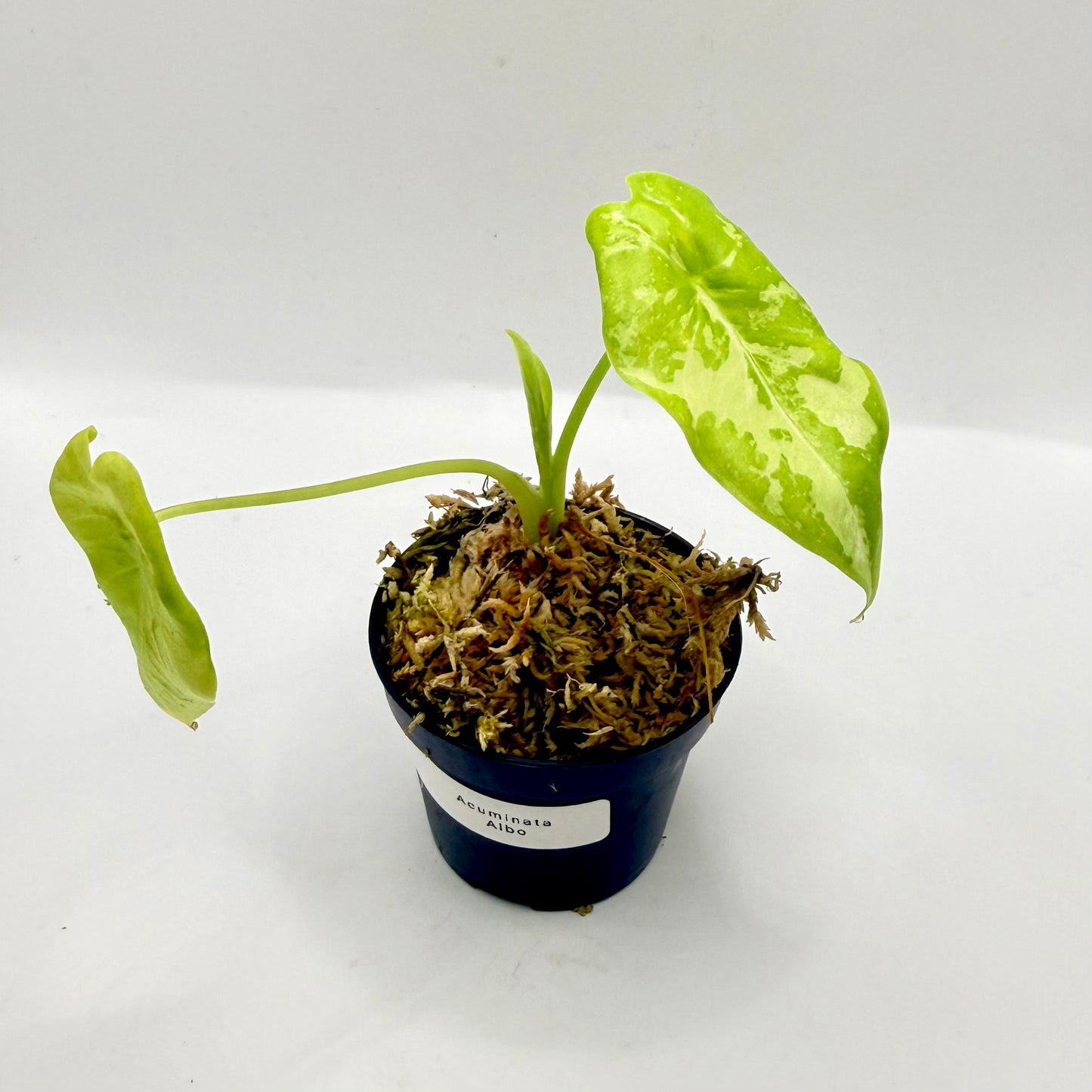 Alocasia Acuminata Albo Variegata