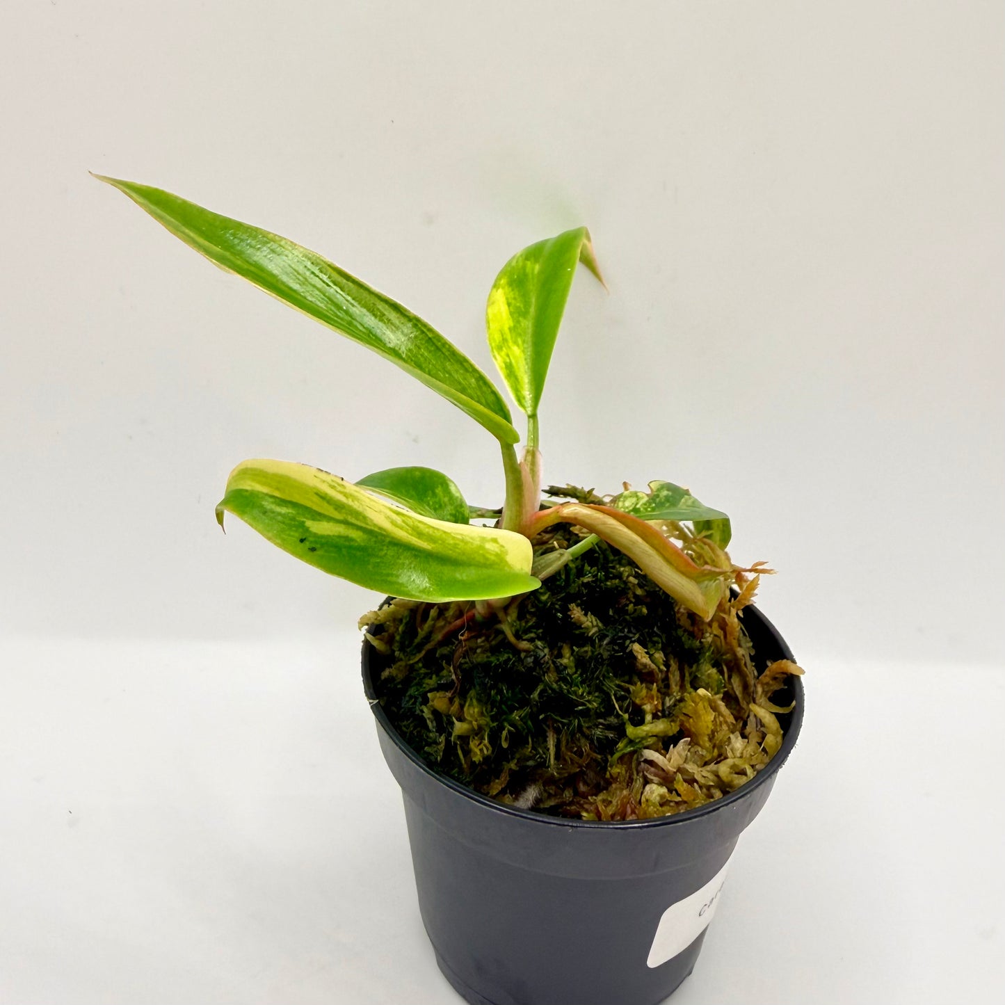 Philodendron Caramel Marble