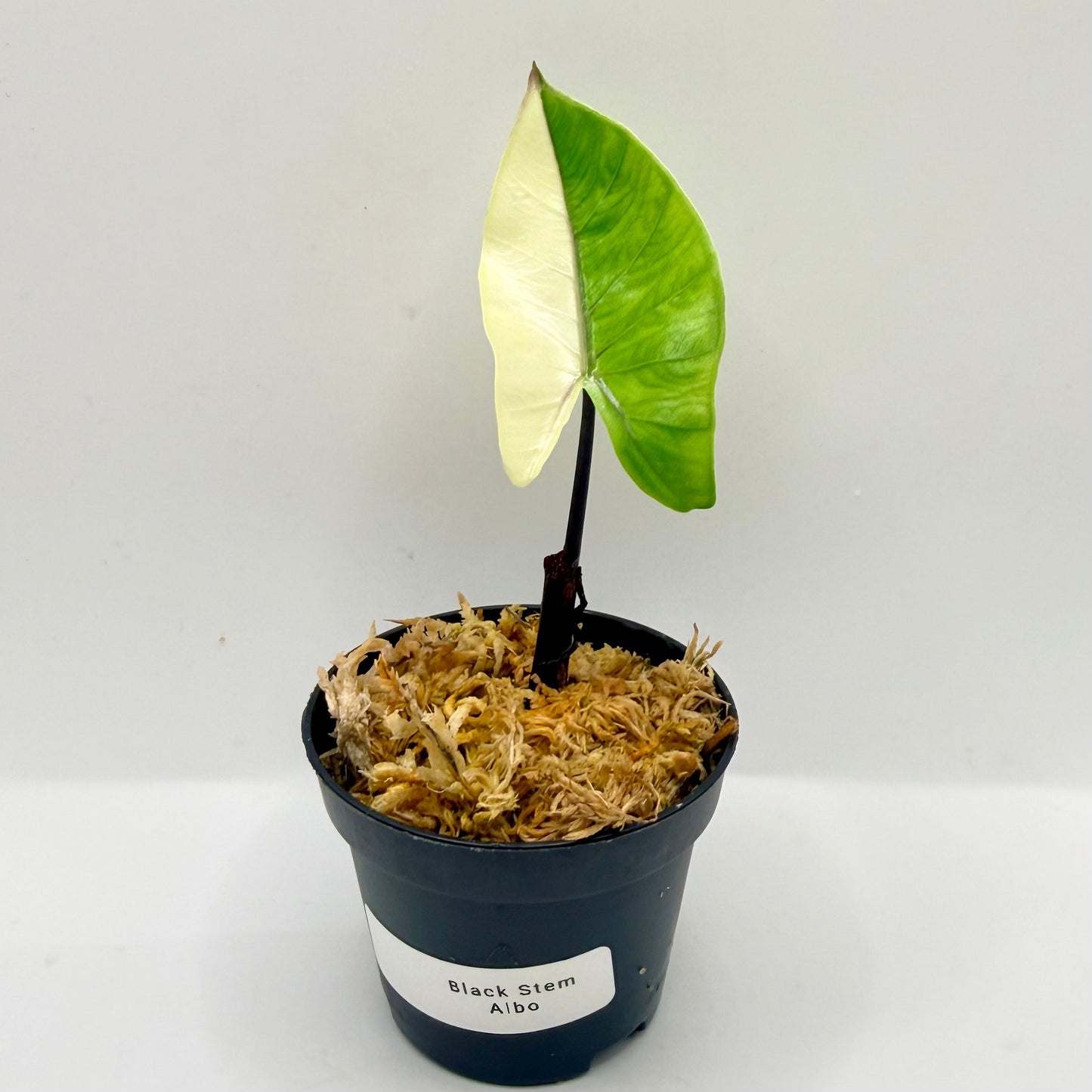 Alocasia Black Stem Albo Variegata
