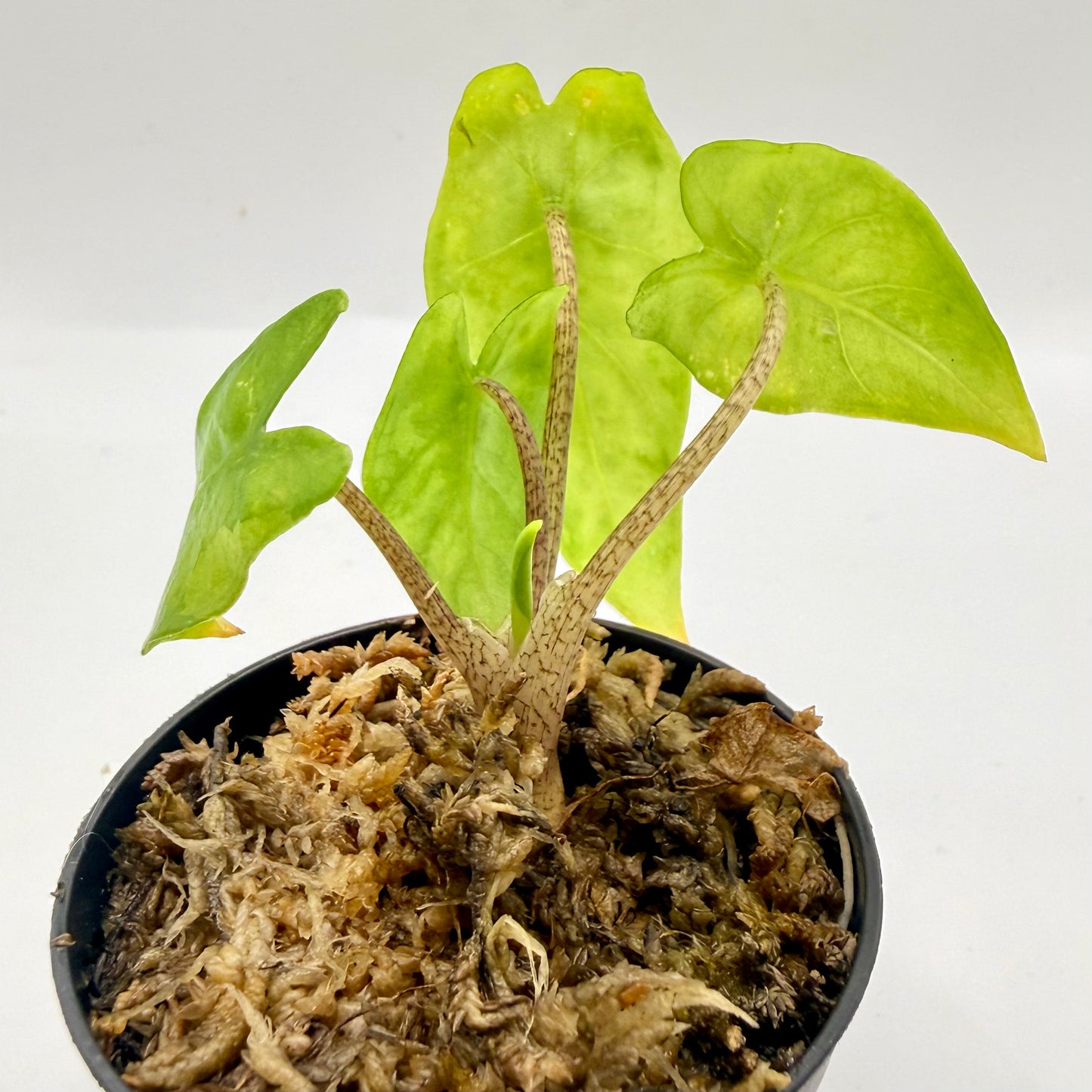 Alocasia Heterophylla Corazón Aurea Variegata