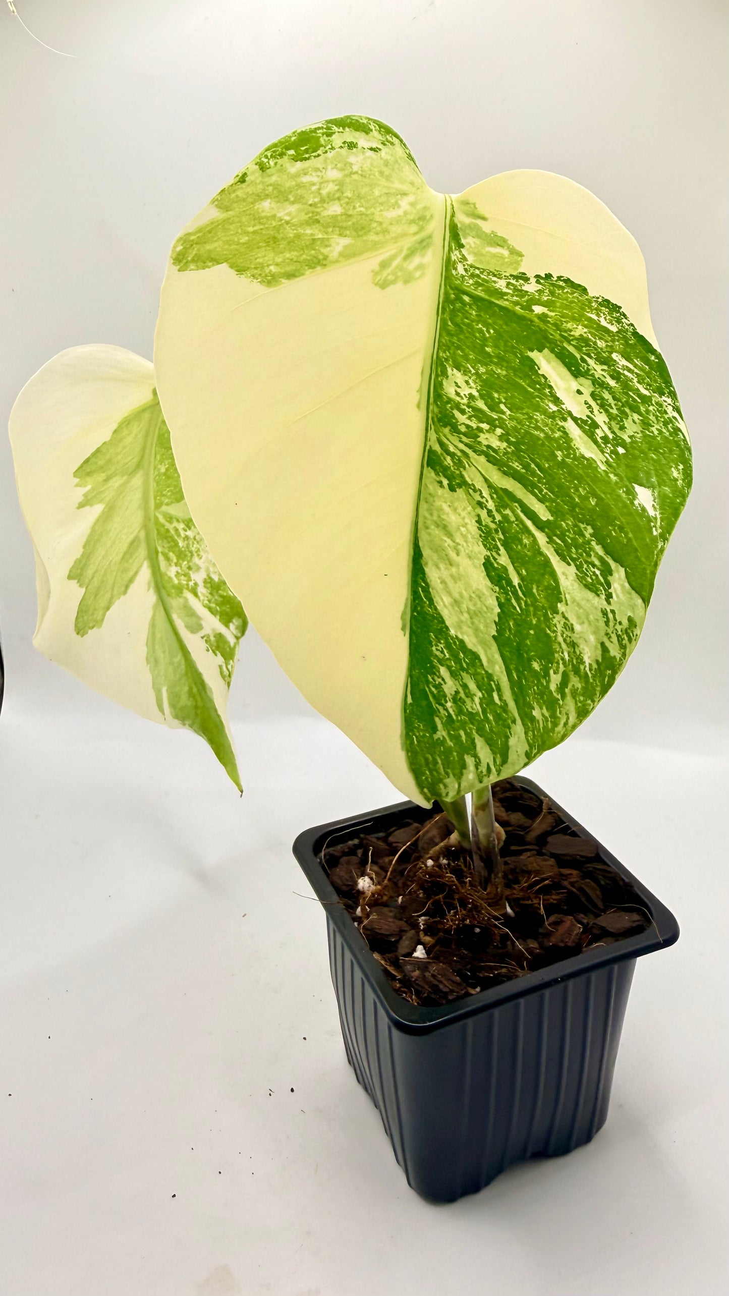 Monstera Albo Variegata