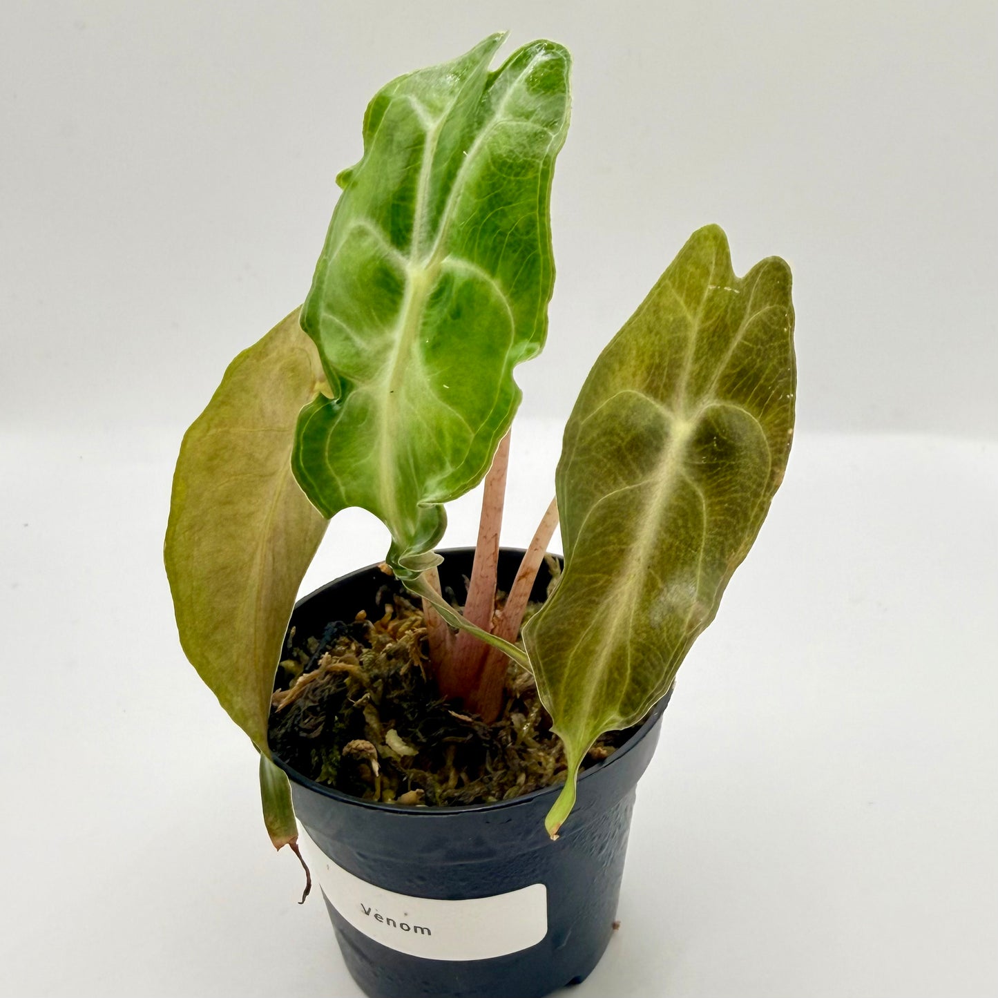 Alocasia Venom