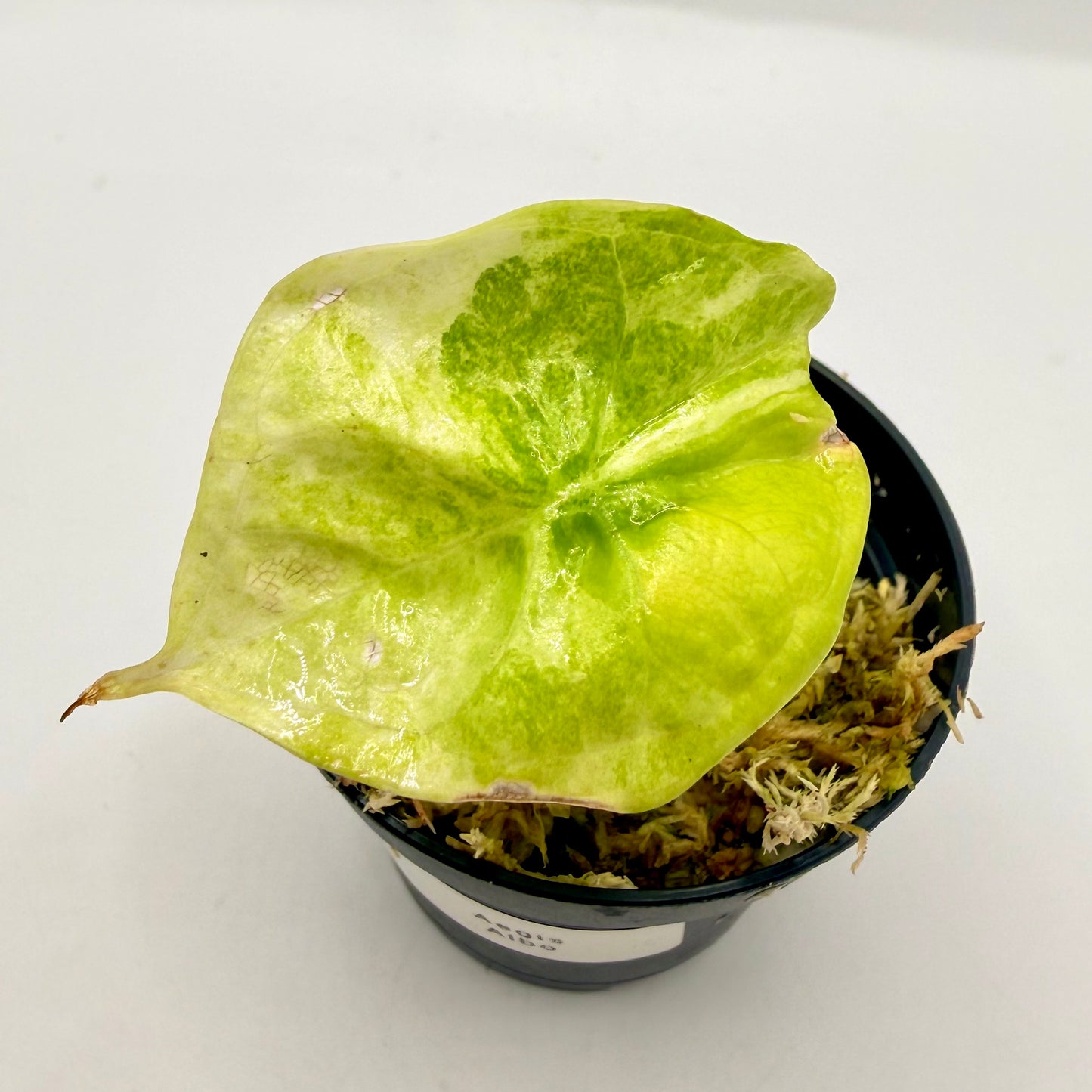 Alocasia Aegis Albo/Mint Variegata