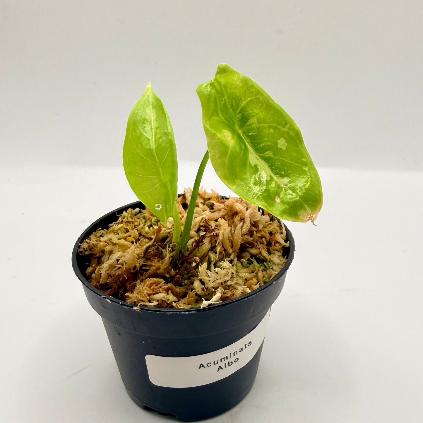 Alocasia Acuminata Albo Variegata