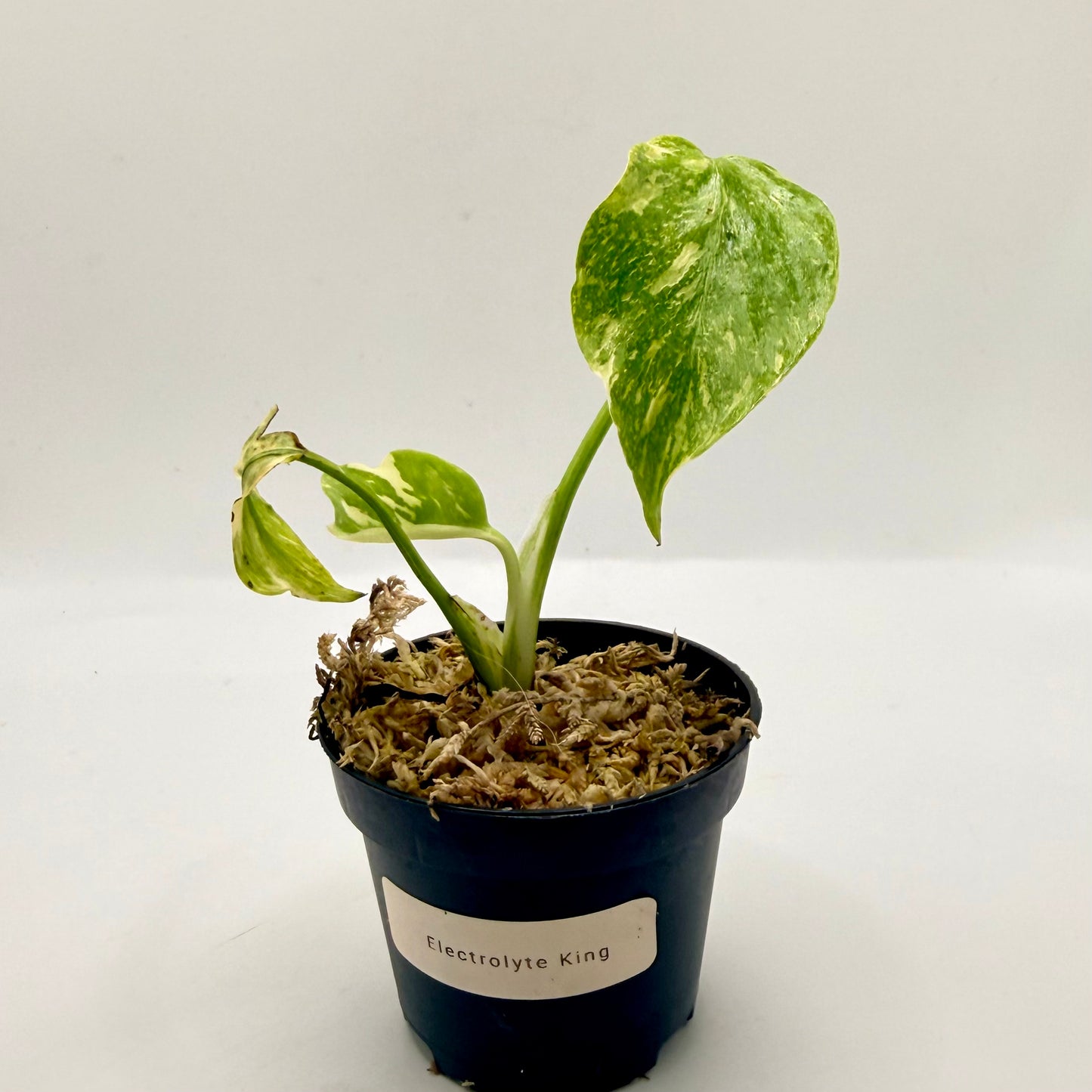 Monstera Electrolight King (Thai Neon) Variegated