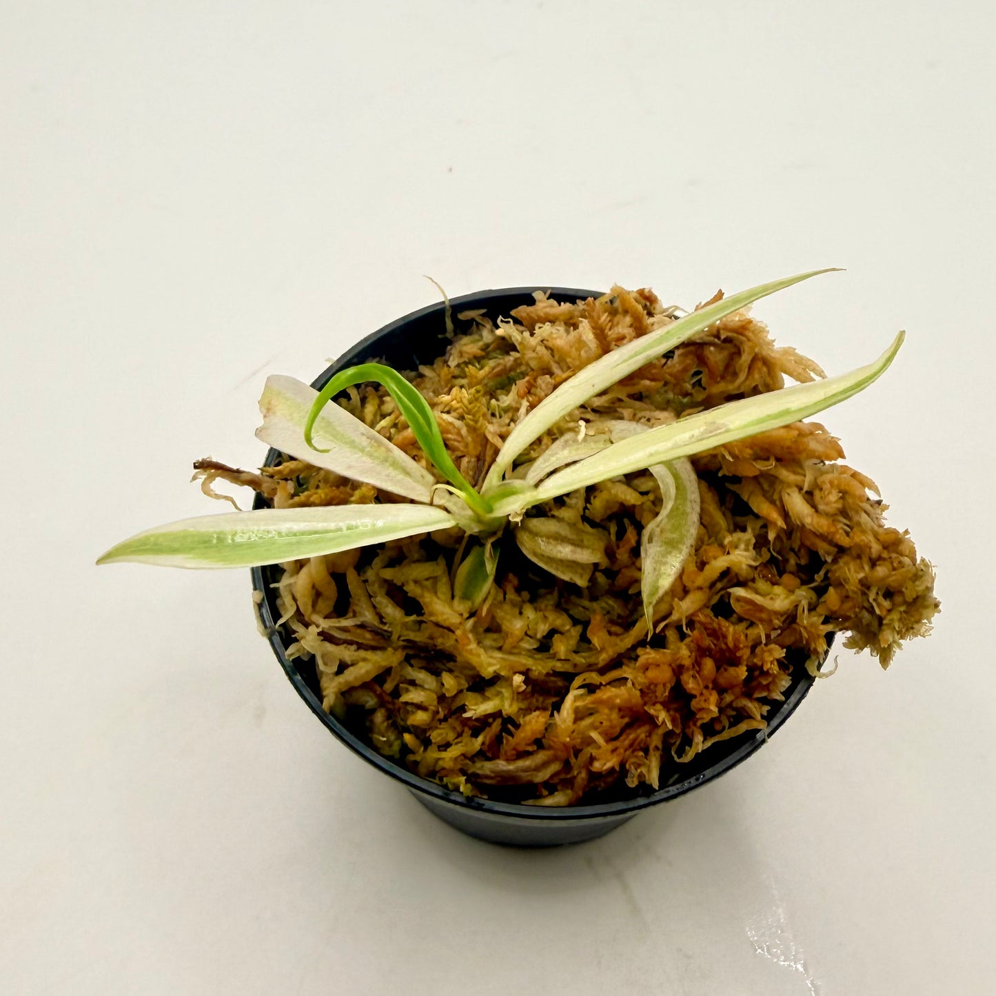 Philodendron Tortum Albo Variegated