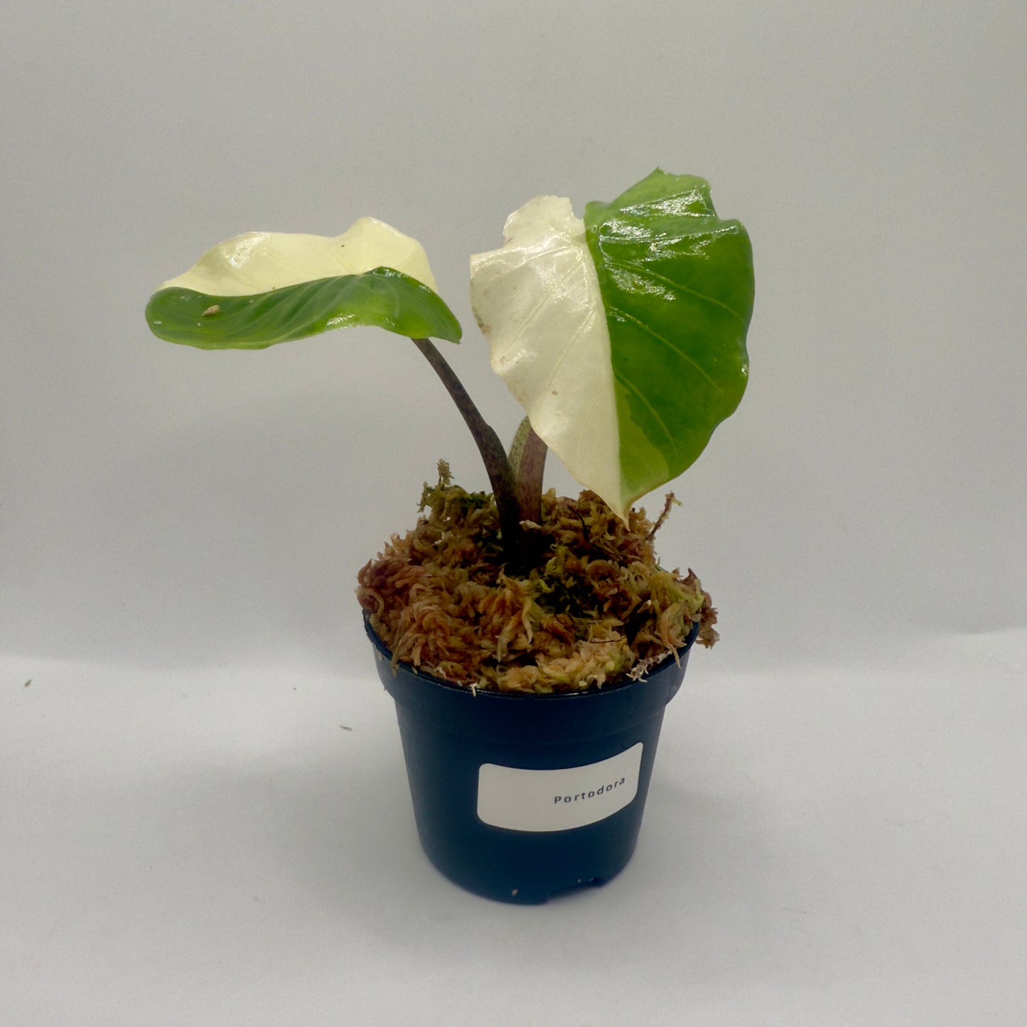 Alocasia Portodora Albo Variegata
