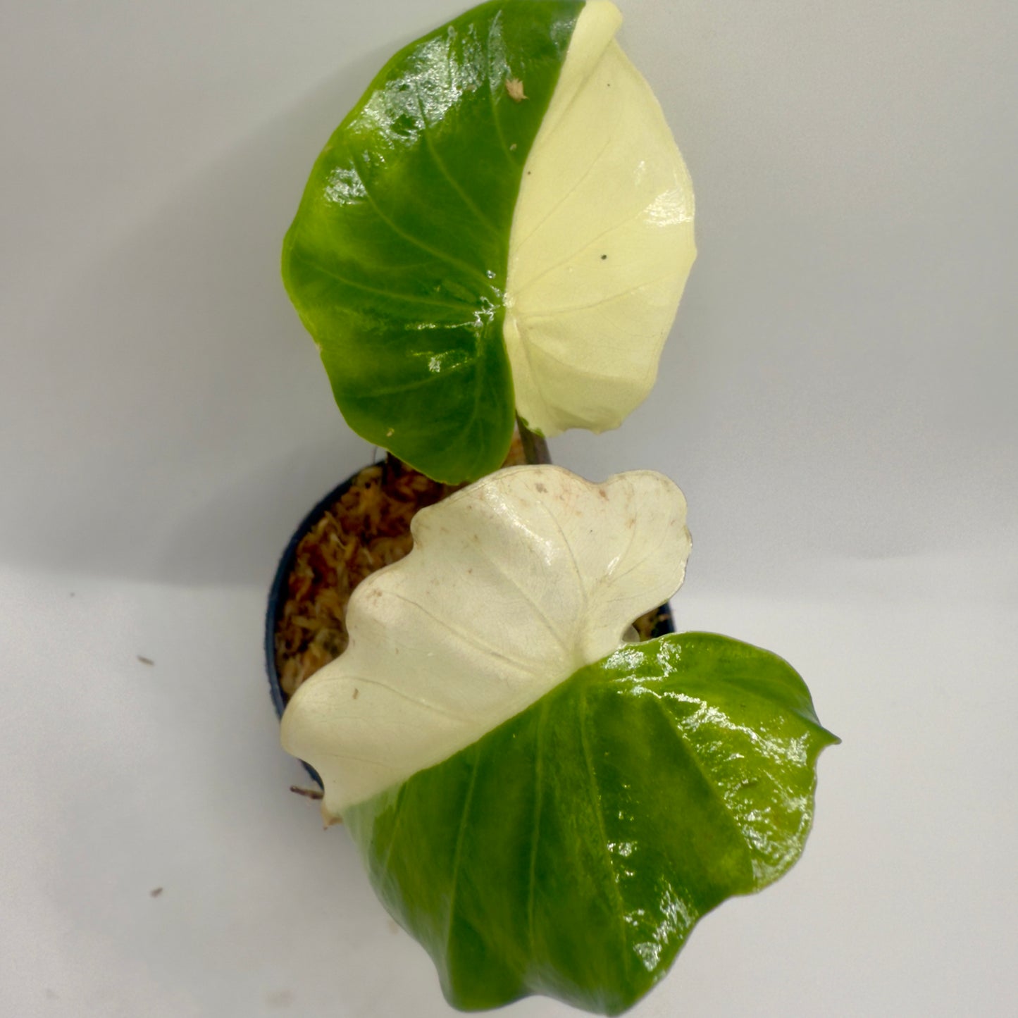 Alocasia Portodora Albo Variegata