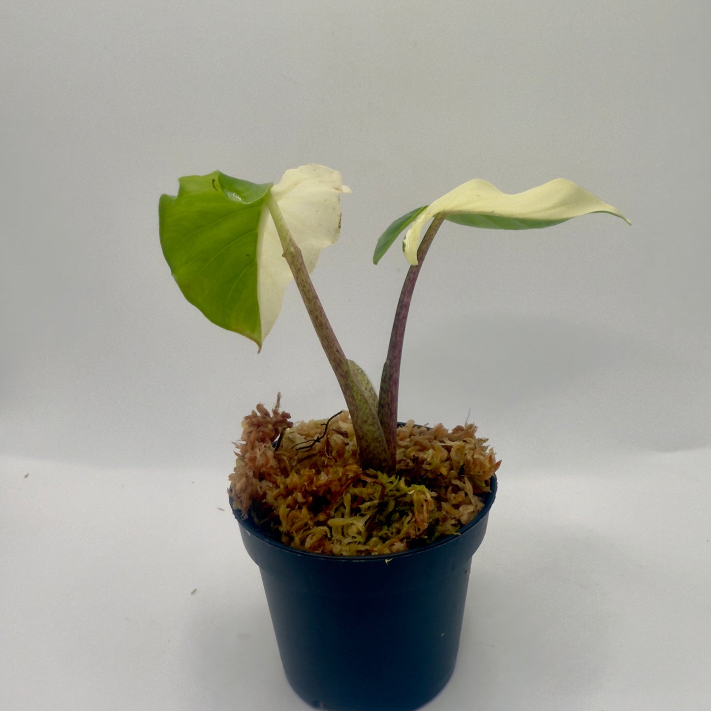 Alocasia Portodora Albo Variegata