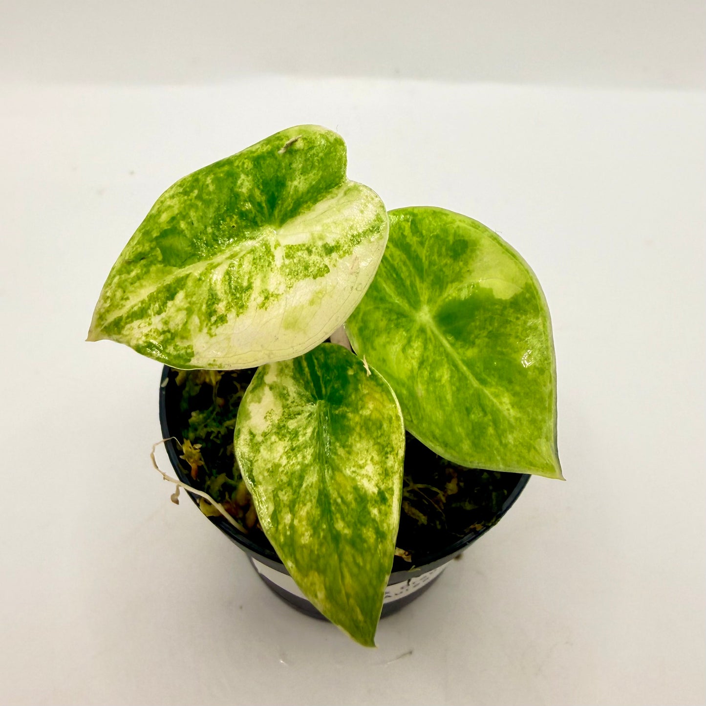 Alocasia Pink Dragon Aurea Variegata