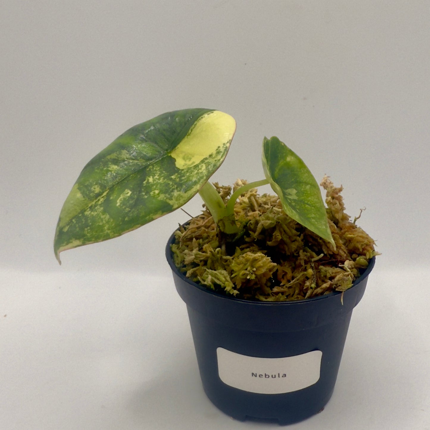 Alocasia Nebula Aurea Variegata