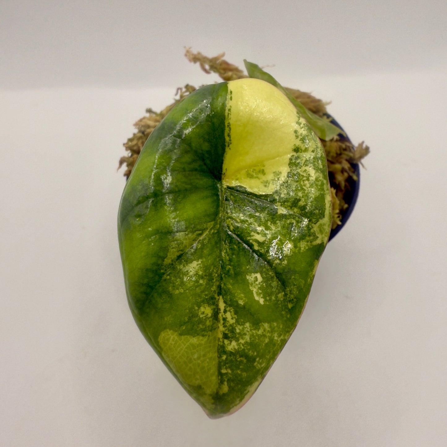 Alocasia Nebula Aurea Variegata