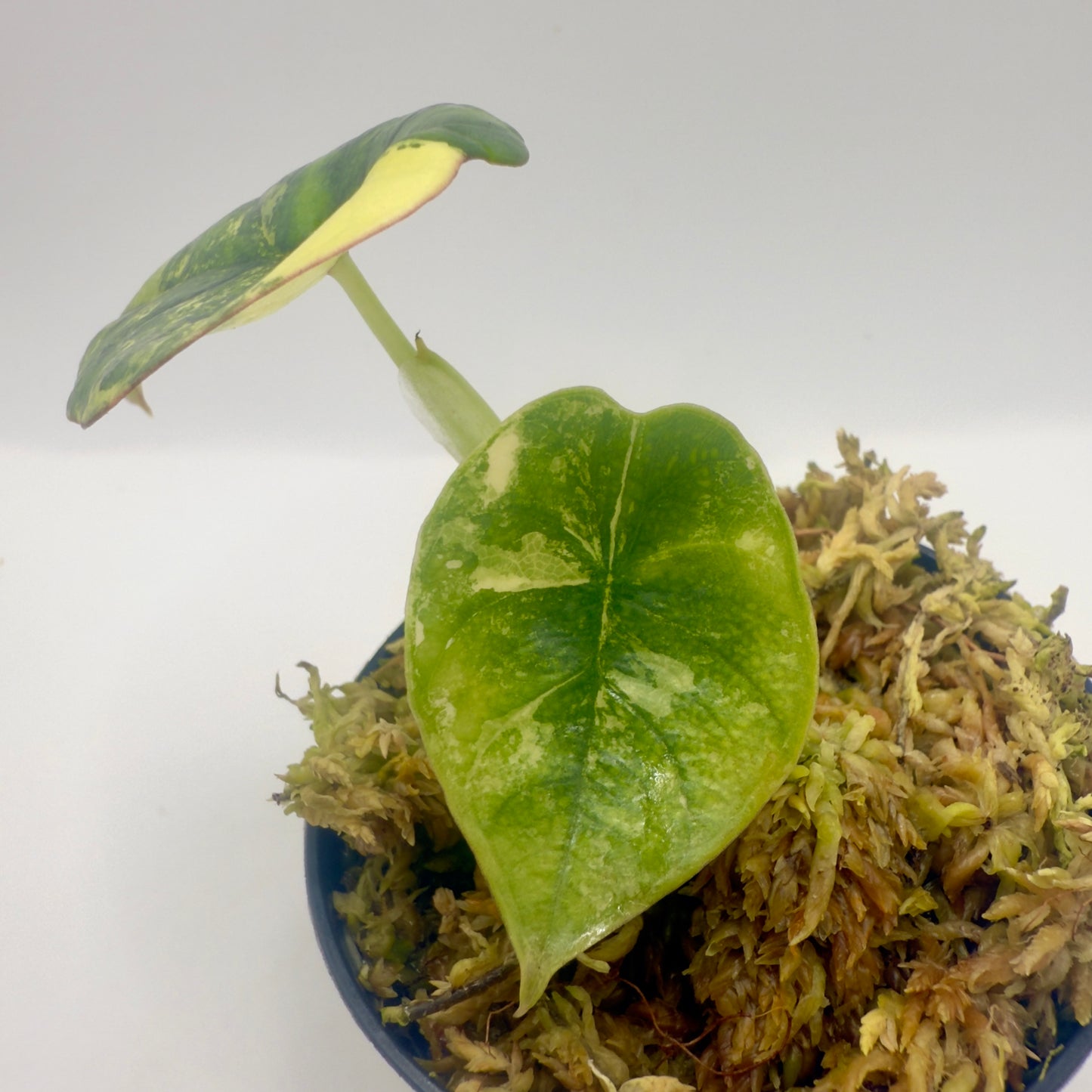 Alocasia Nebula Aurea Variegata