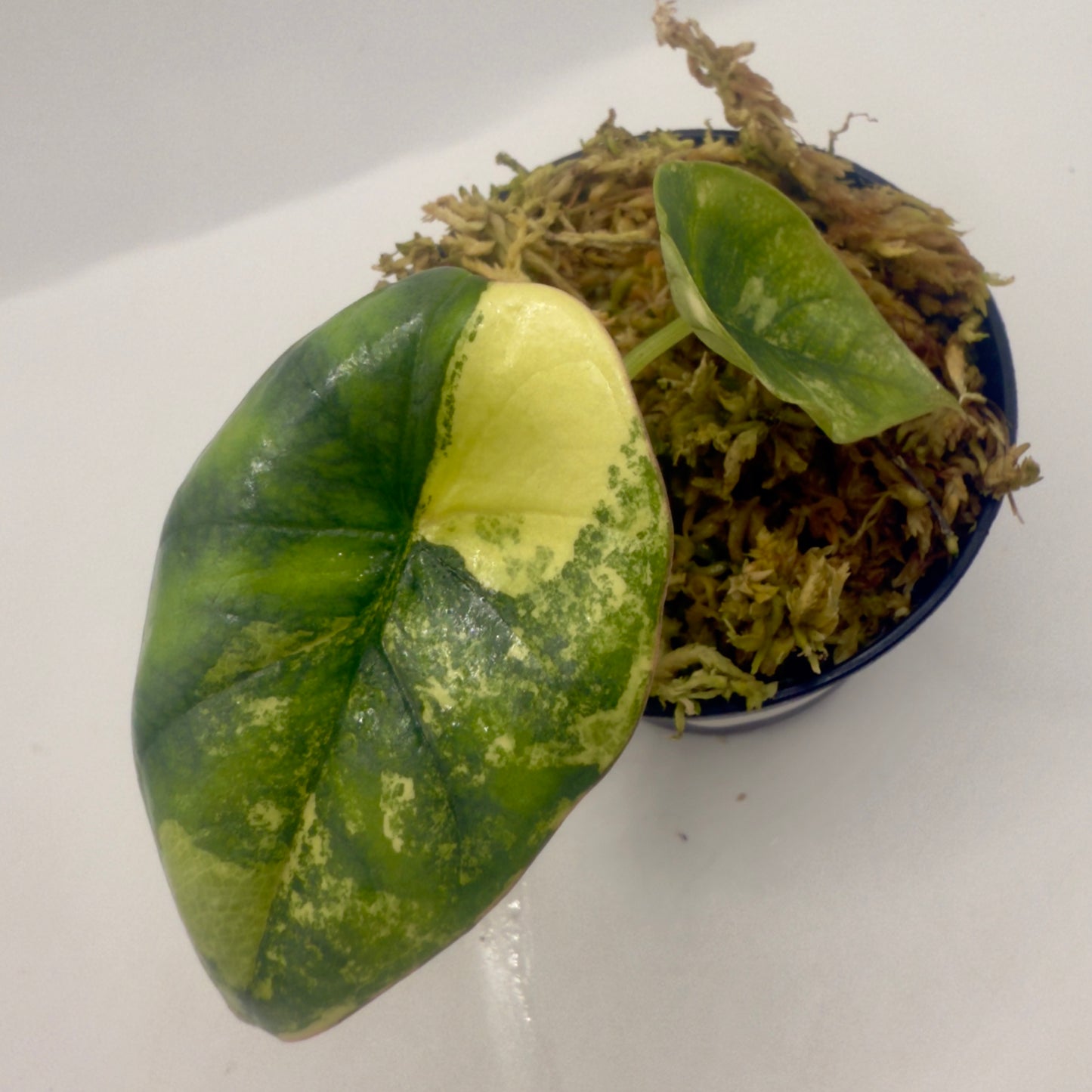 Alocasia Nebula Aurea Variegata