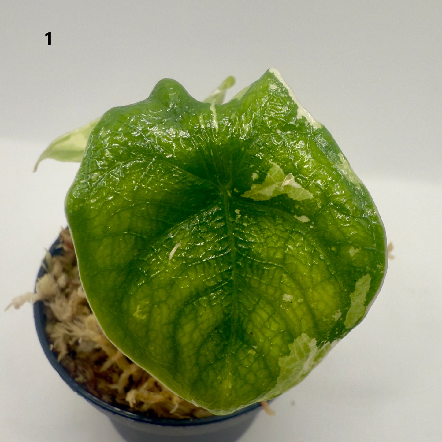 Alocasia Melo Albo Variegata