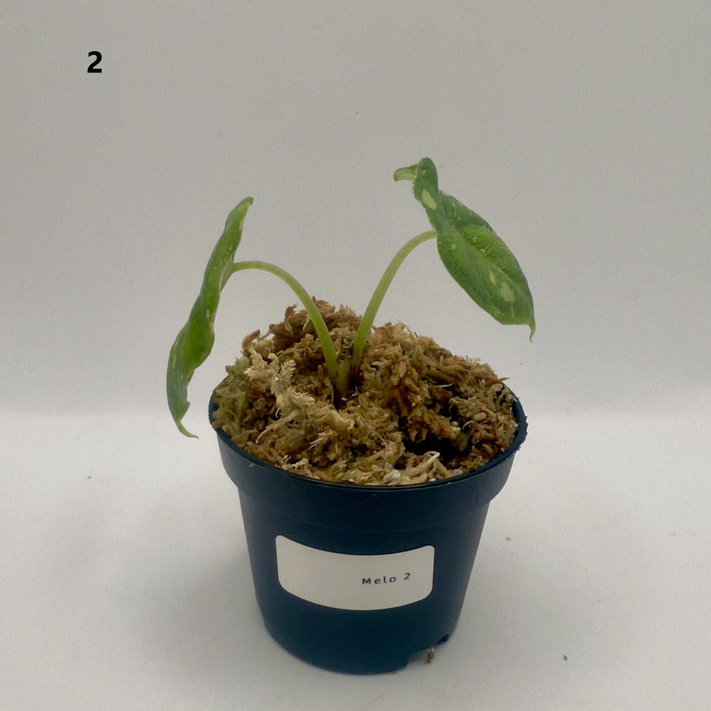 Alocasia Melo Albo Variegata