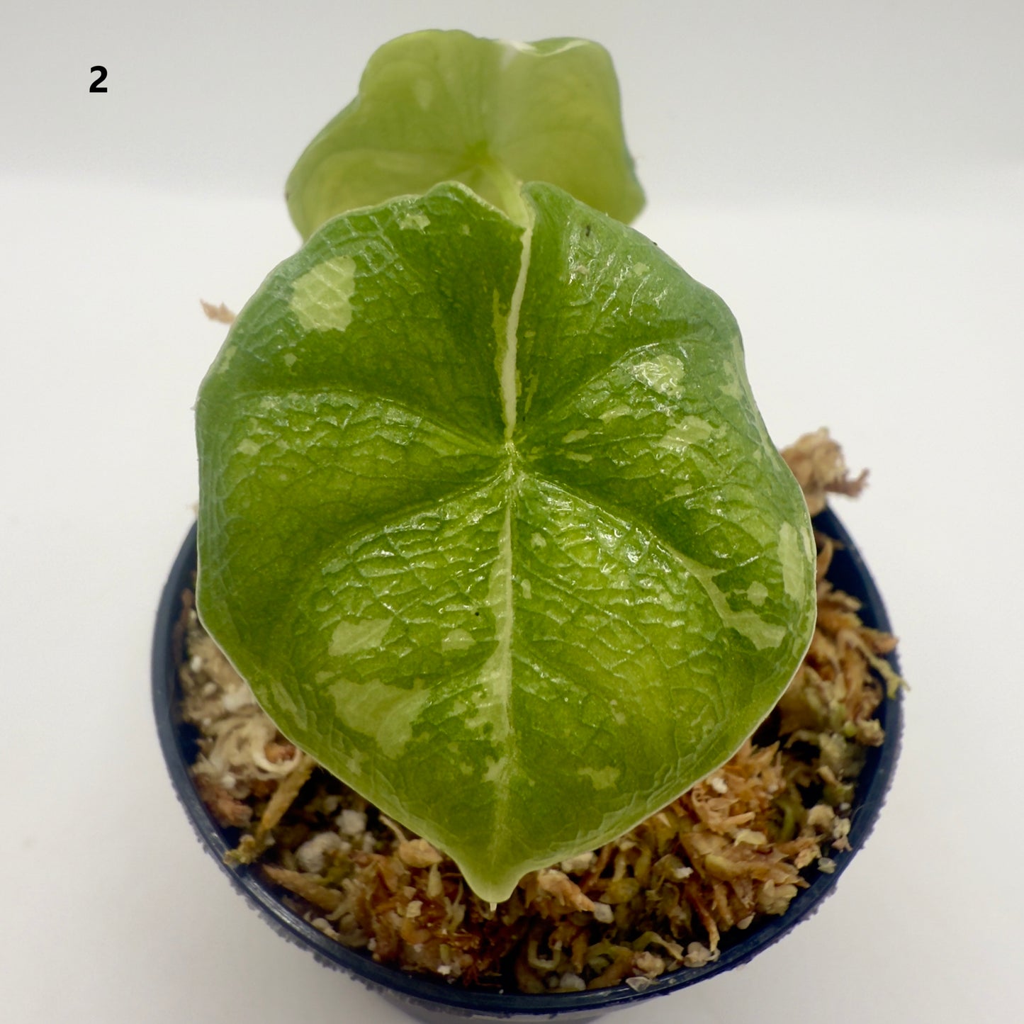 Alocasia Melo Albo Variegata