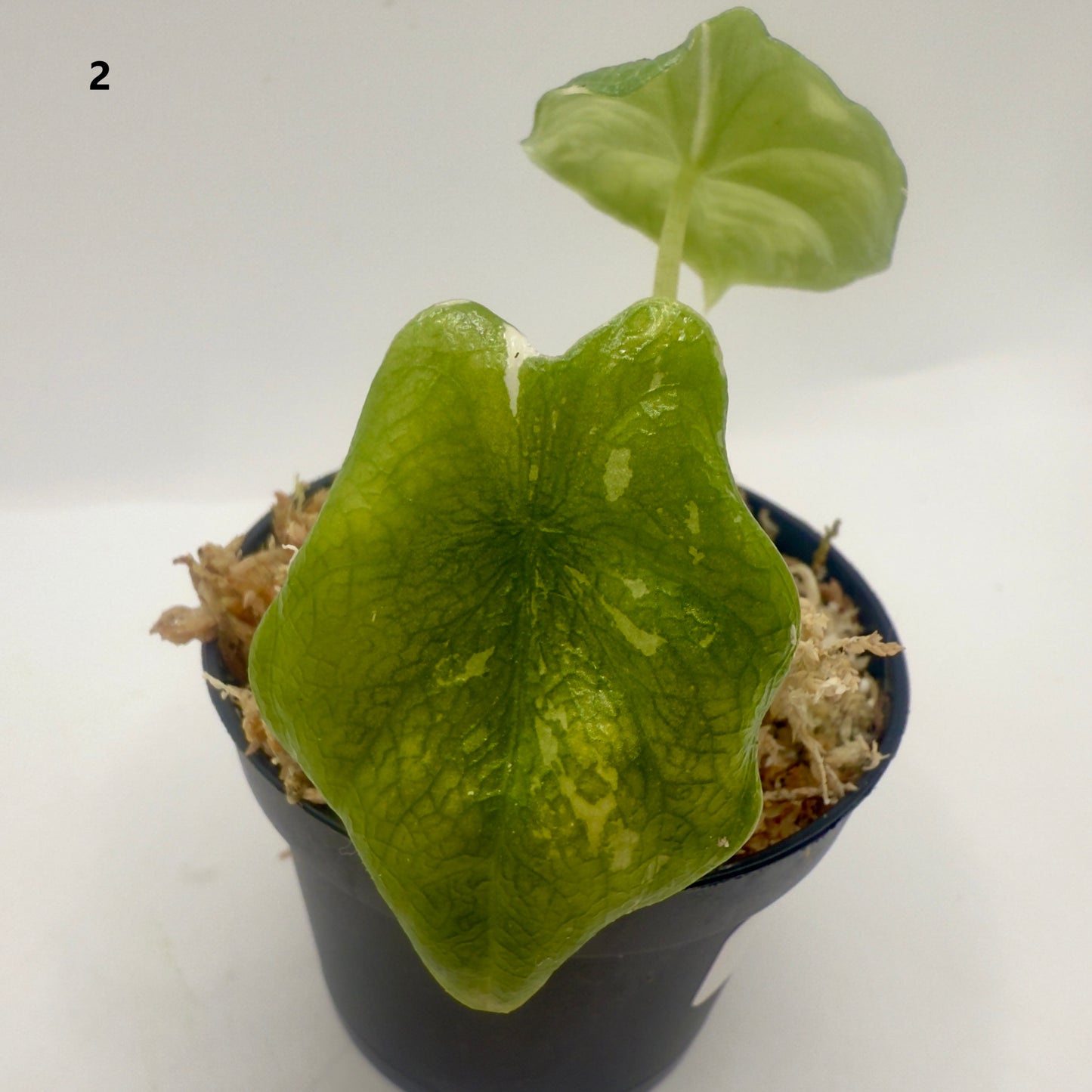 Alocasia Melo Albo Variegata