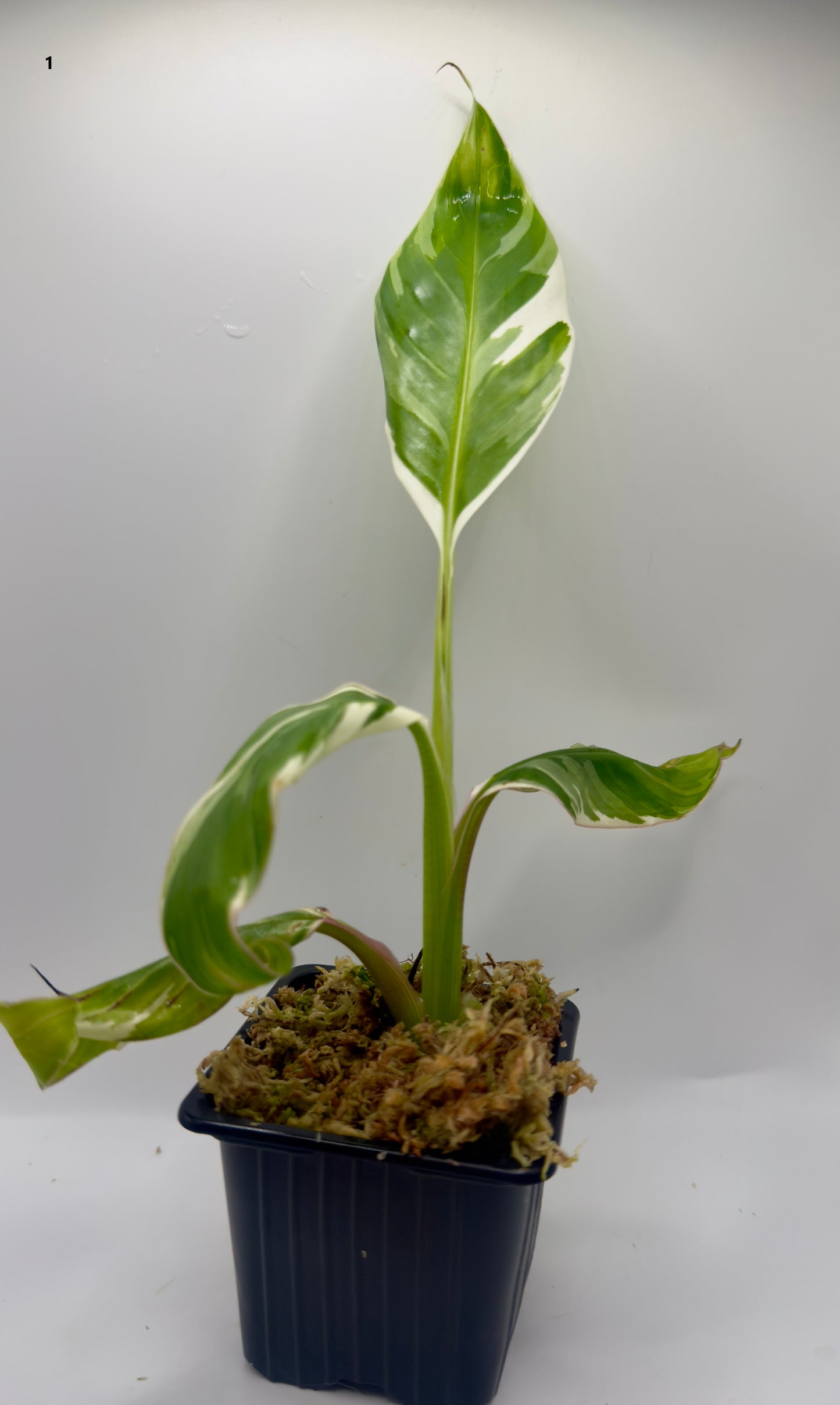 Musa Variegata