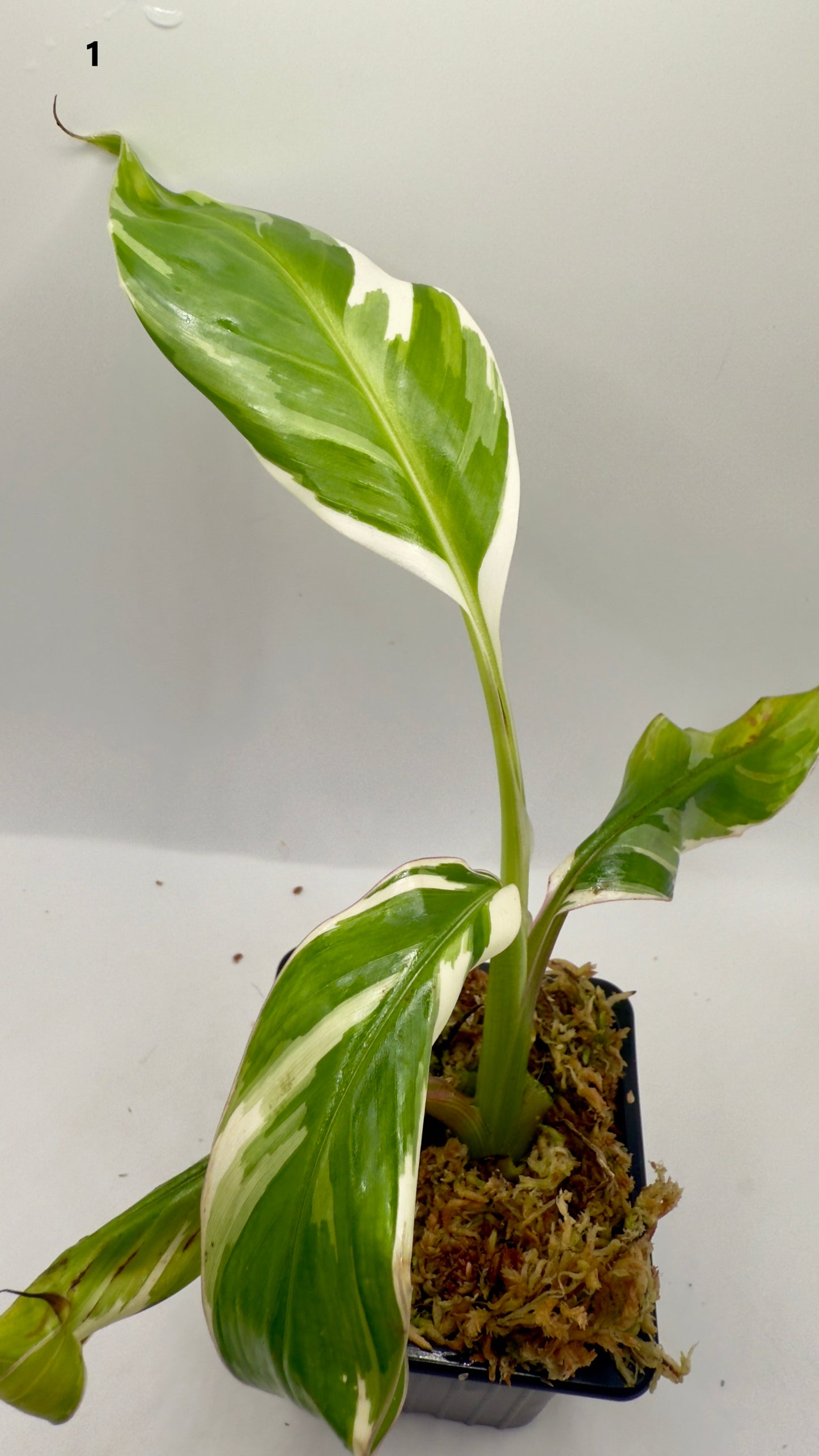 Musa Variegata