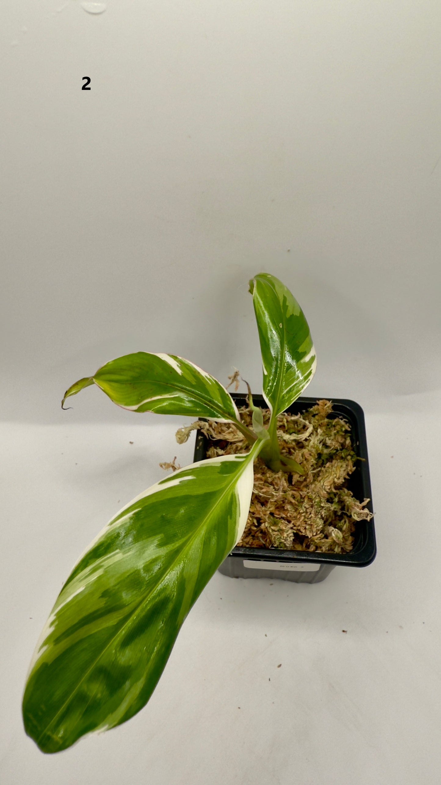 Musa Variegata