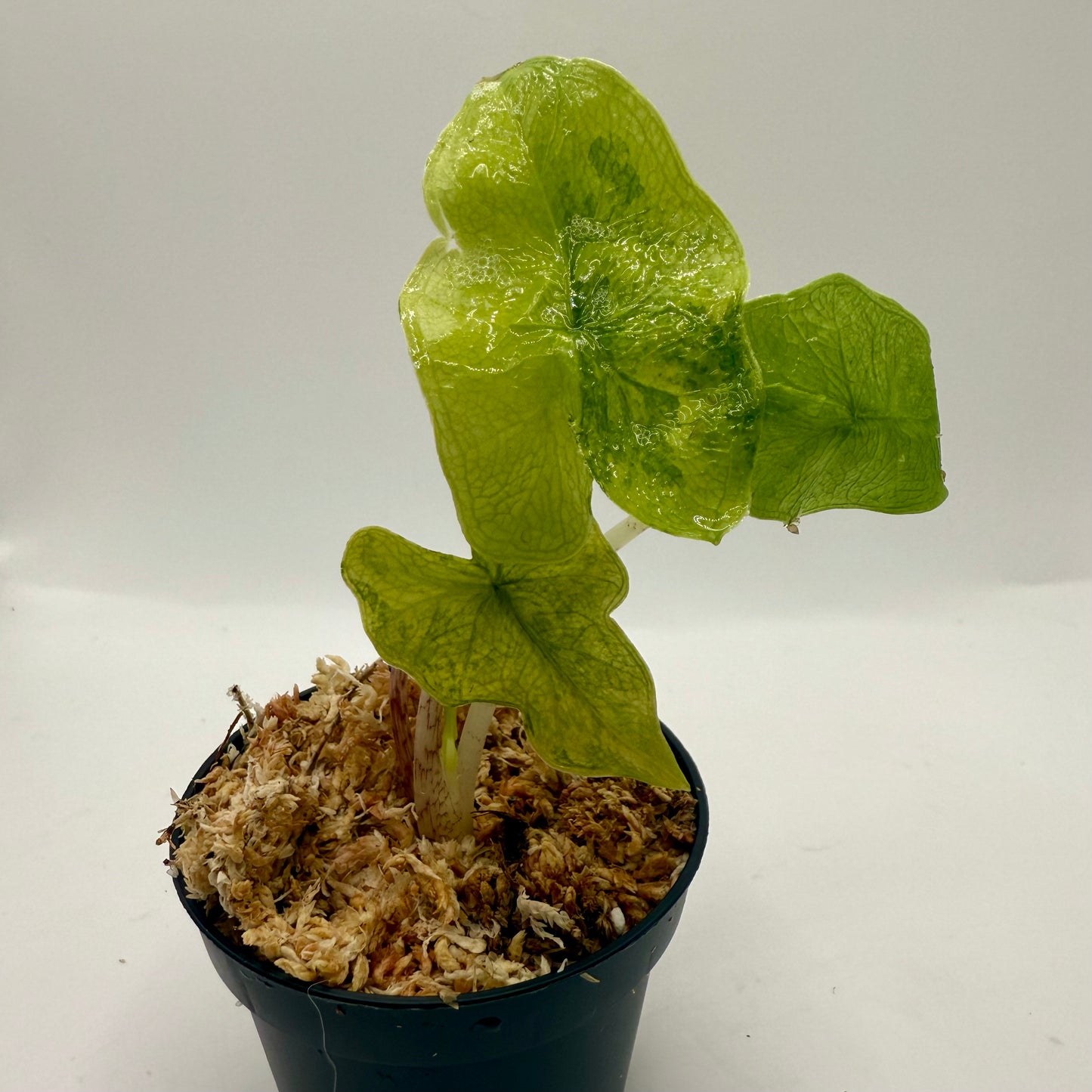 Alocasia Jacklyn Aurea Variegata