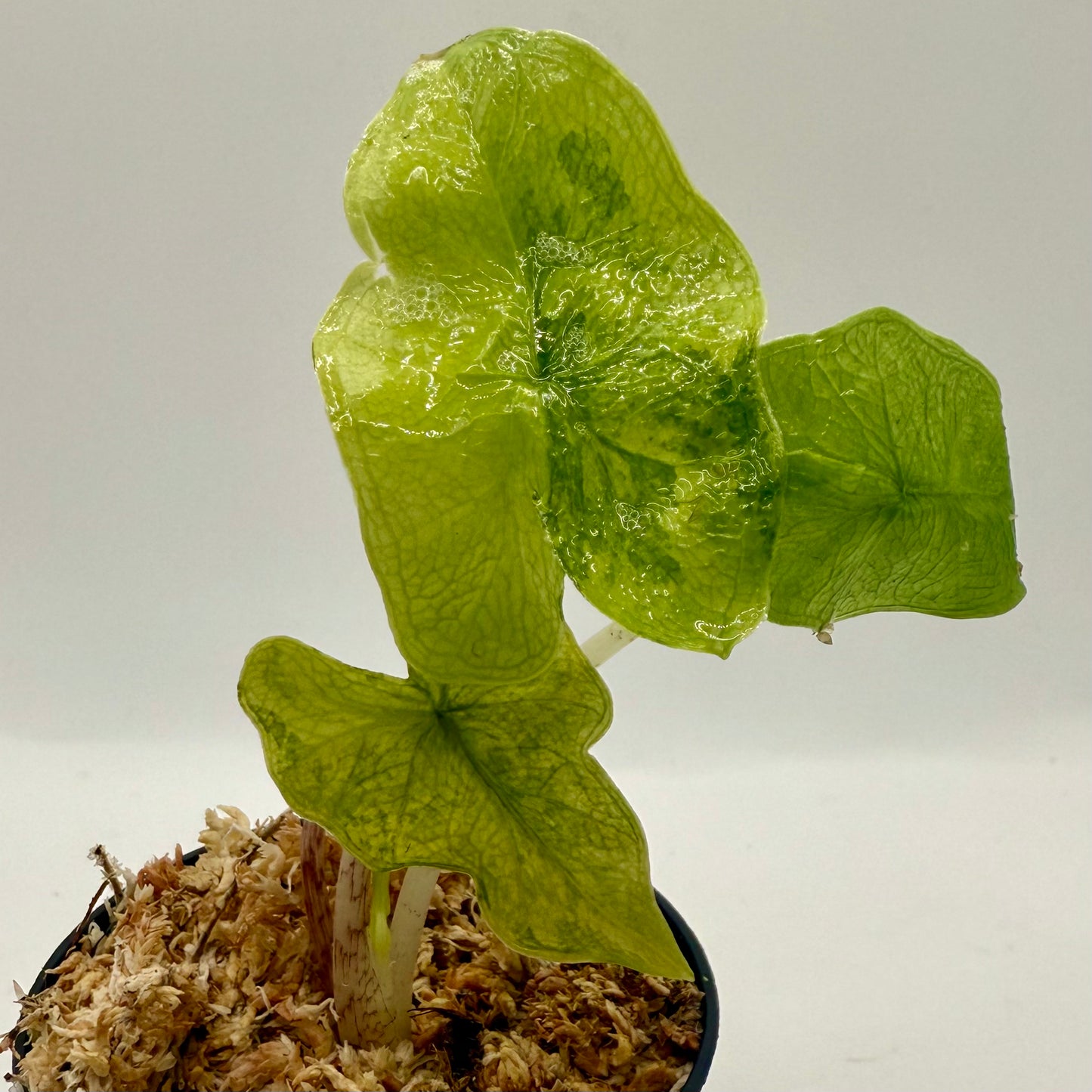 Alocasia Jacklyn Aurea Variegata