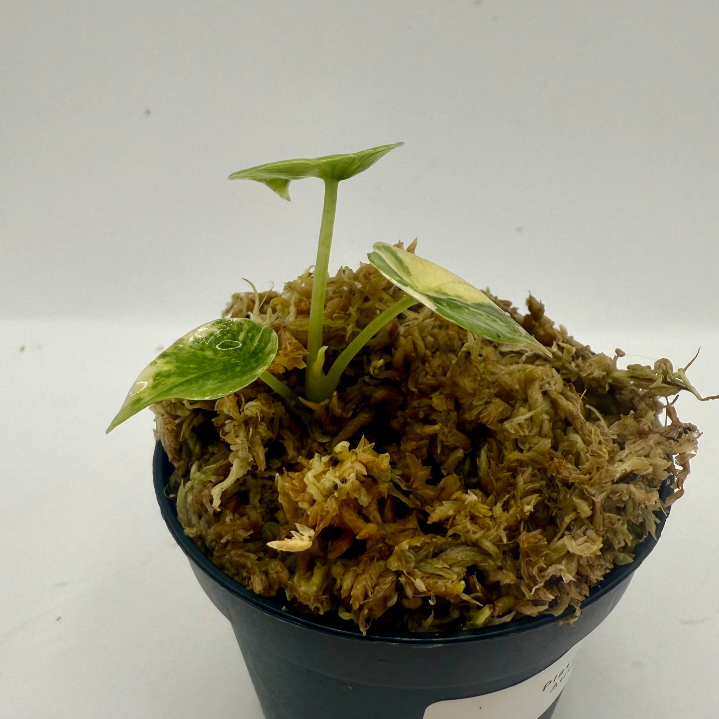 Alocasia Platinum Aurea Variegata