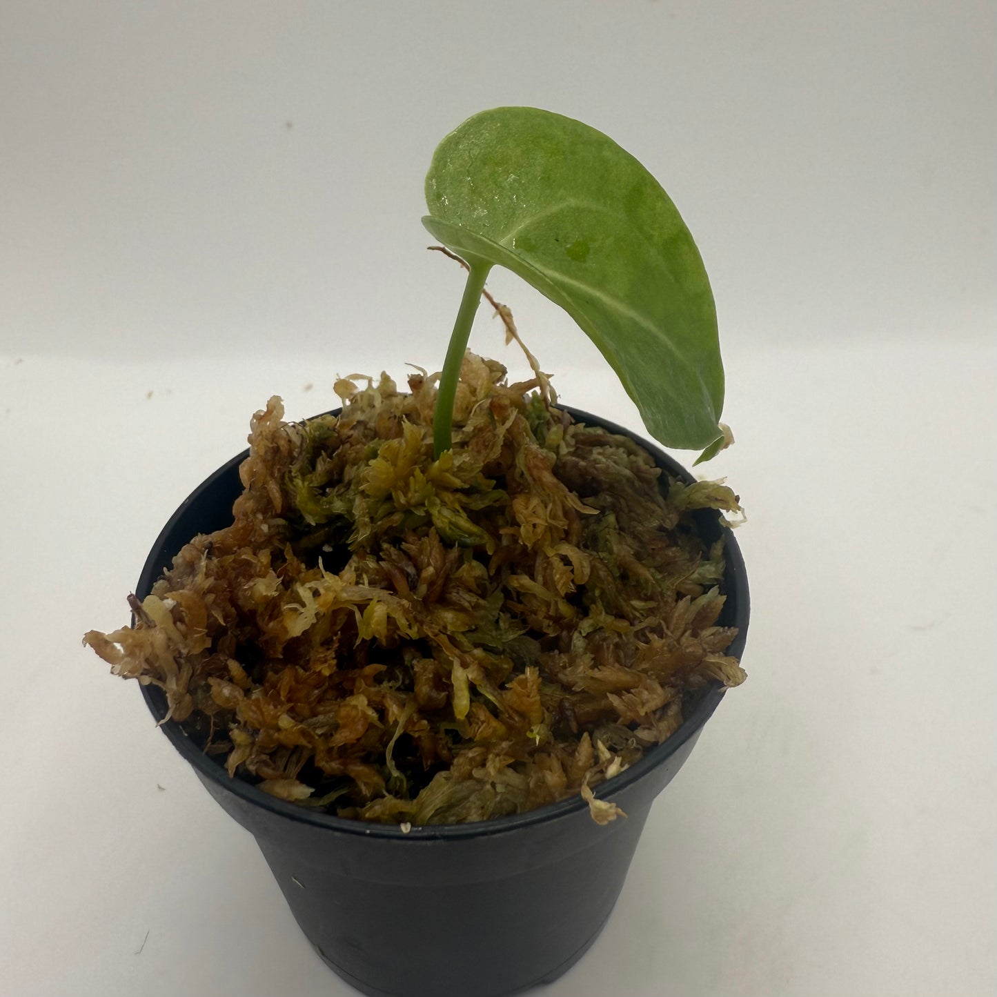 Anthurium King of Clarinervium