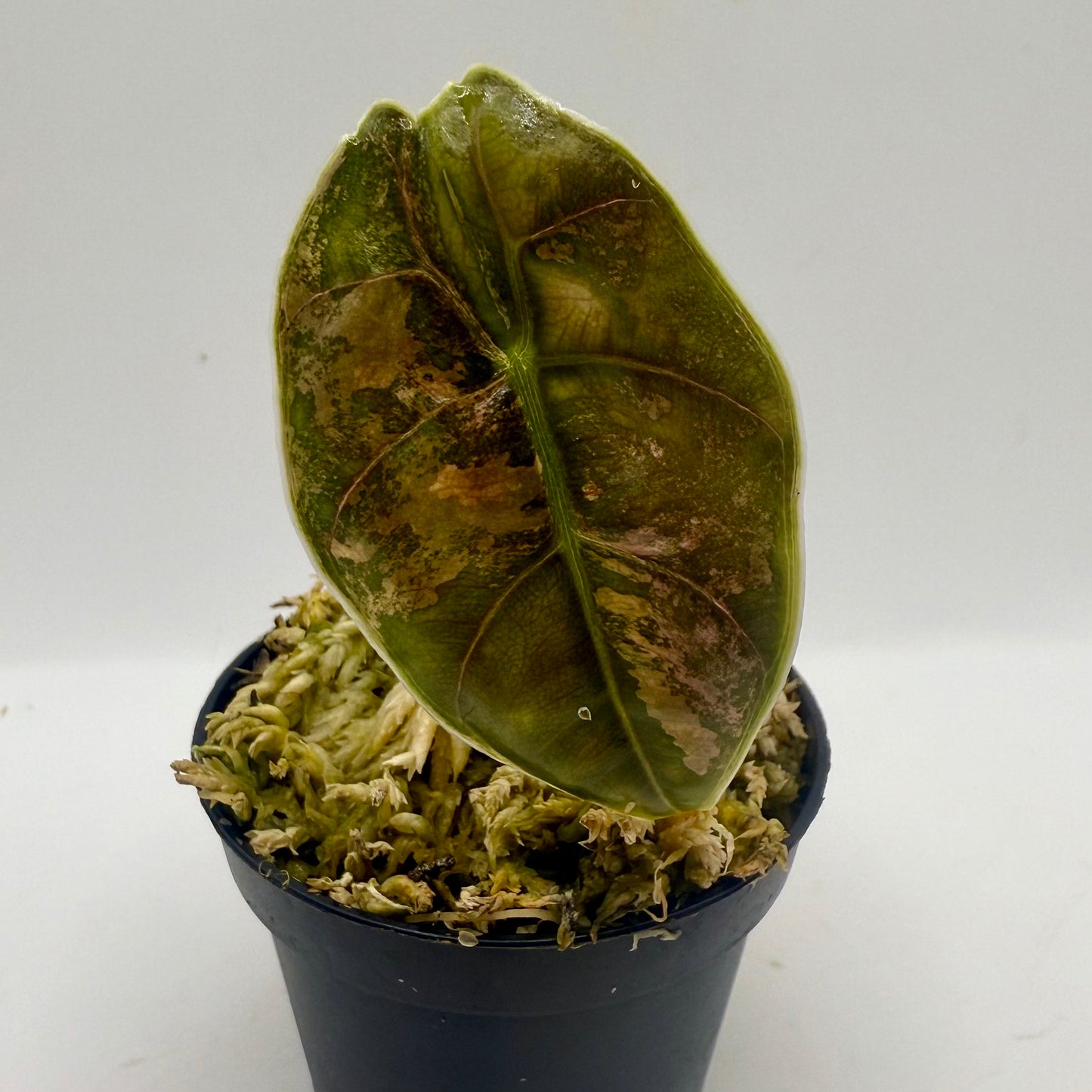 Alocasia Azlanii Pink Variegata