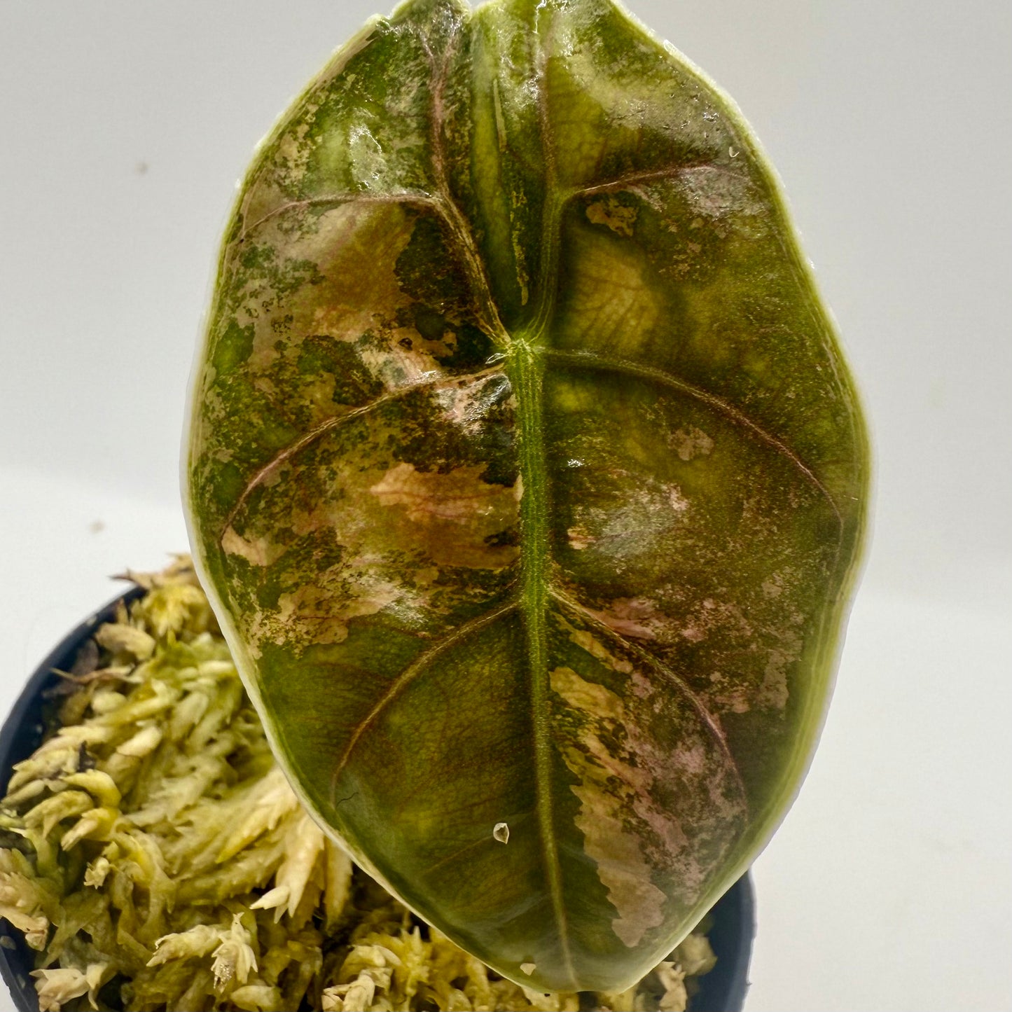 Alocasia Azlanii Pink Variegata