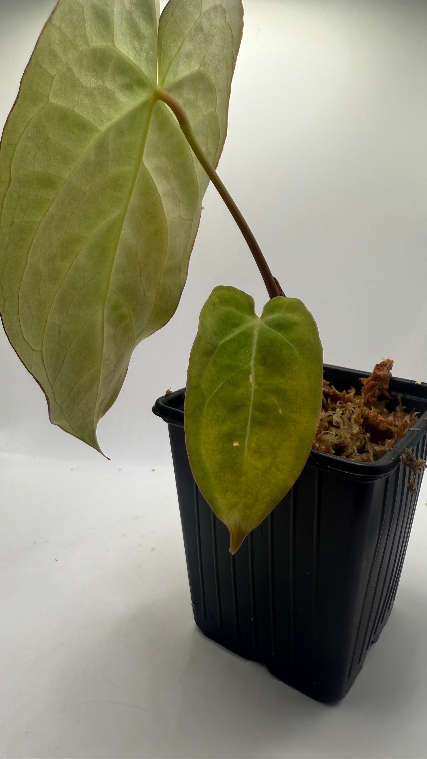 Anthurium Papillilaminum X