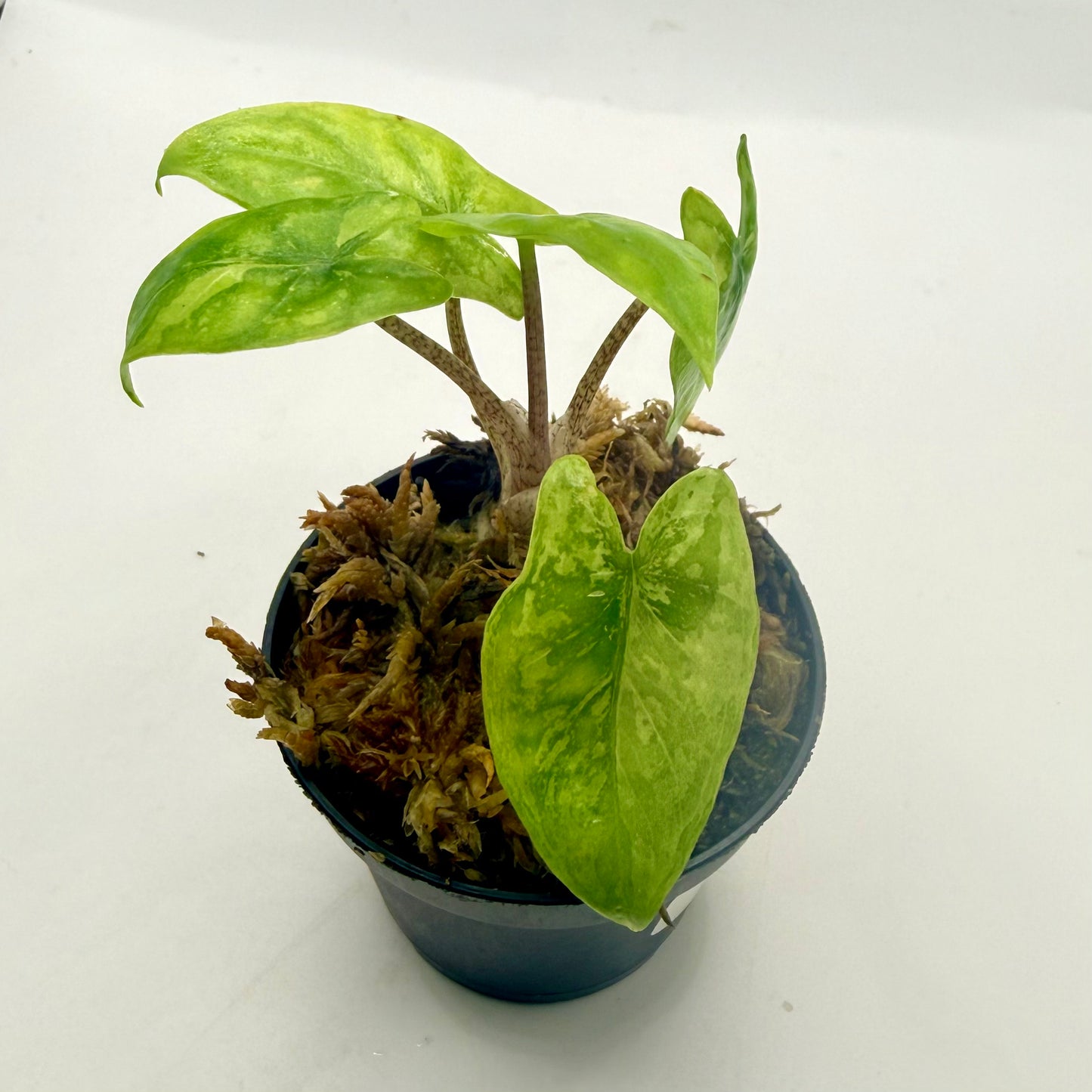Alocasia Corazón Aurea Variegata