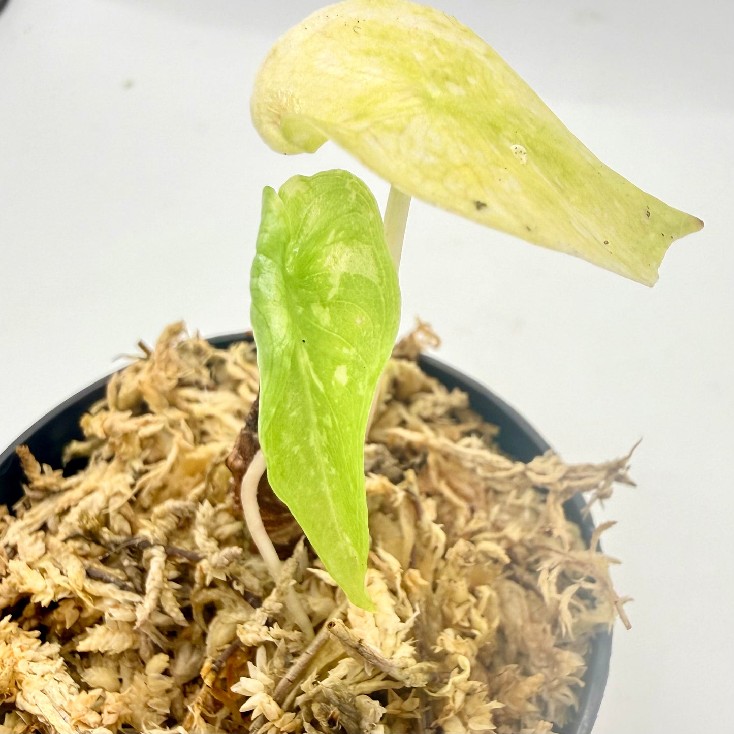 Alocasia Pink Dragon Albo Variegata