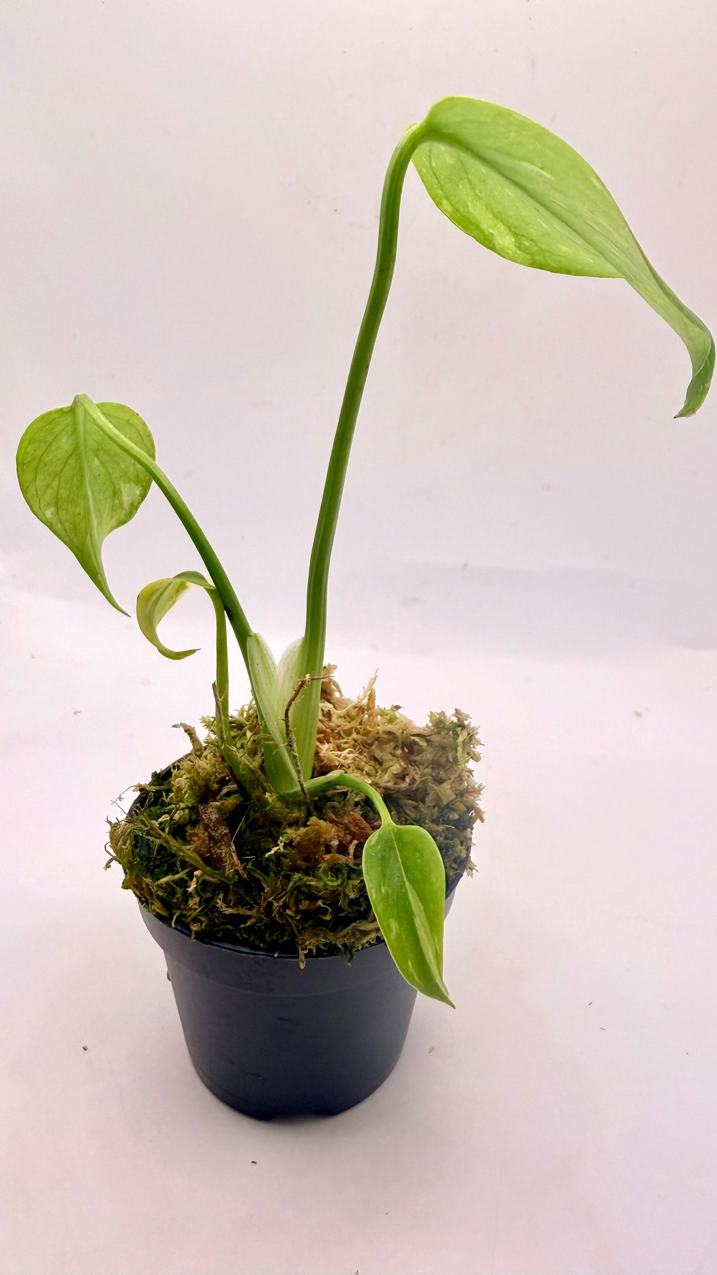 Monstera Thai Constellation
