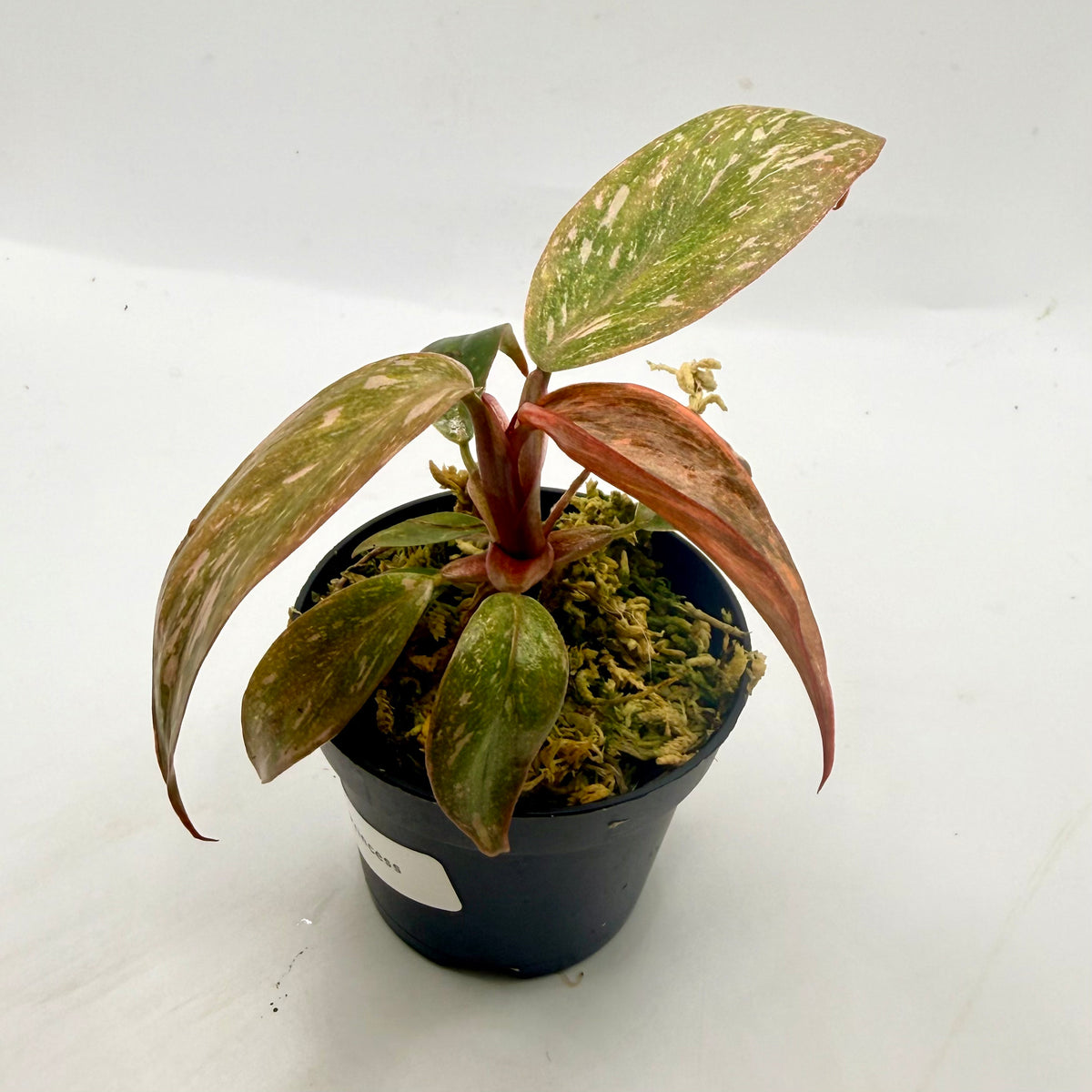Philodendron Orange Princess Variegated
