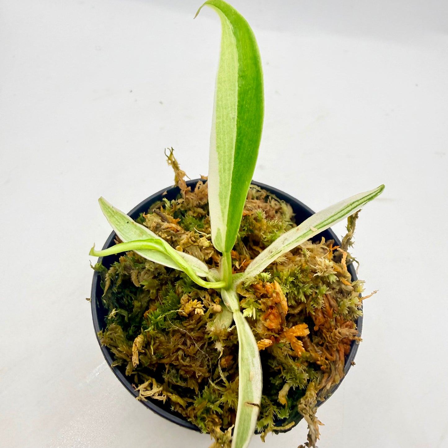 Philodendron Tortum Albo Variegated