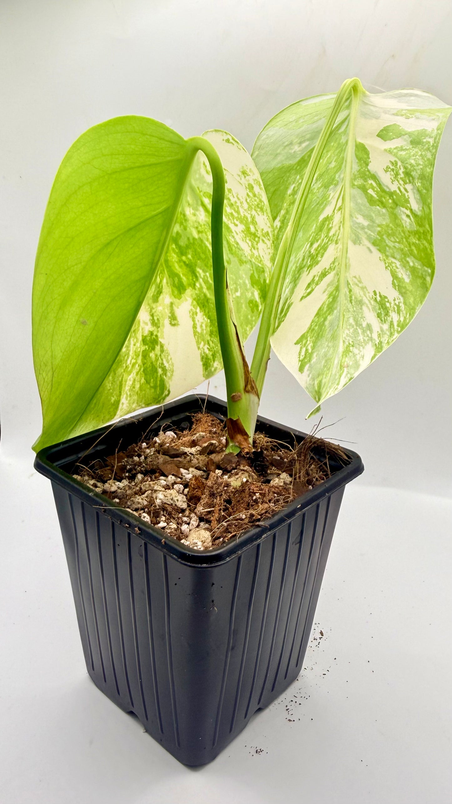 Monstera Deliciosa Variegated - Large Form