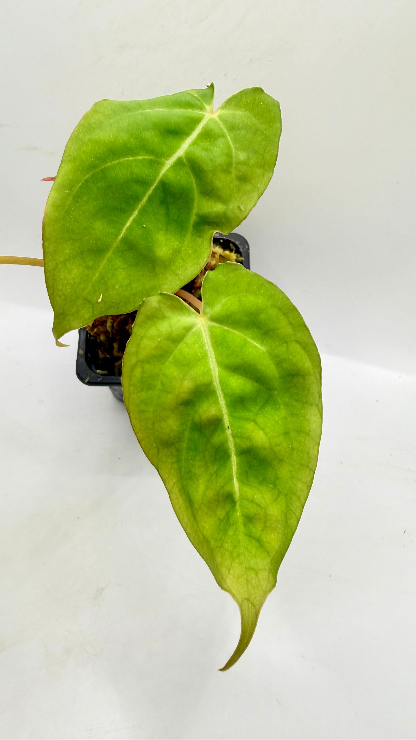 Anthurium Papillilaminum X
