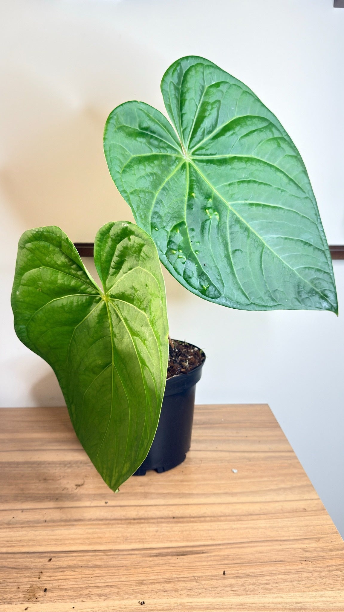 Anthurium Magnificum x Luxurians - LARGE